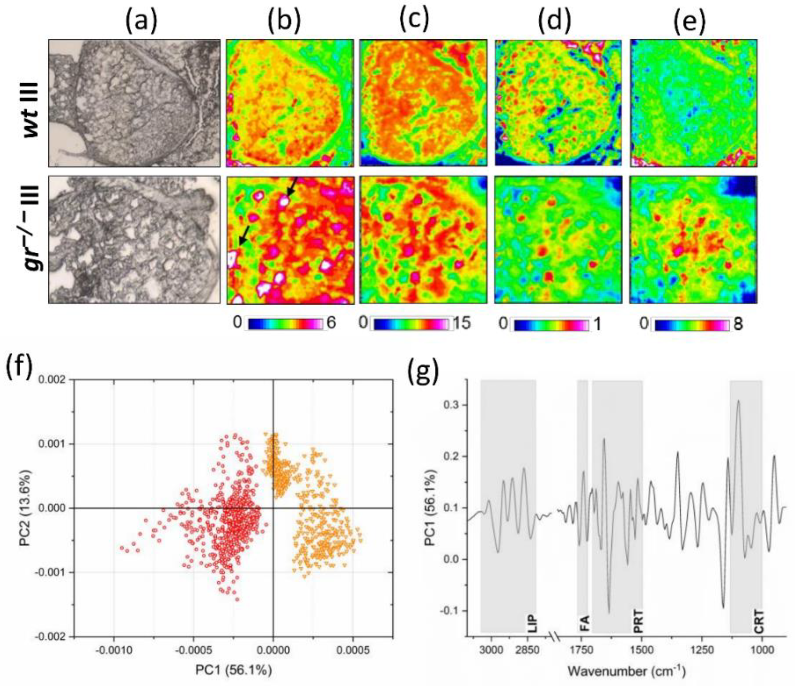 Ijms 21 09073 g003 Ijms 21 09073 g003