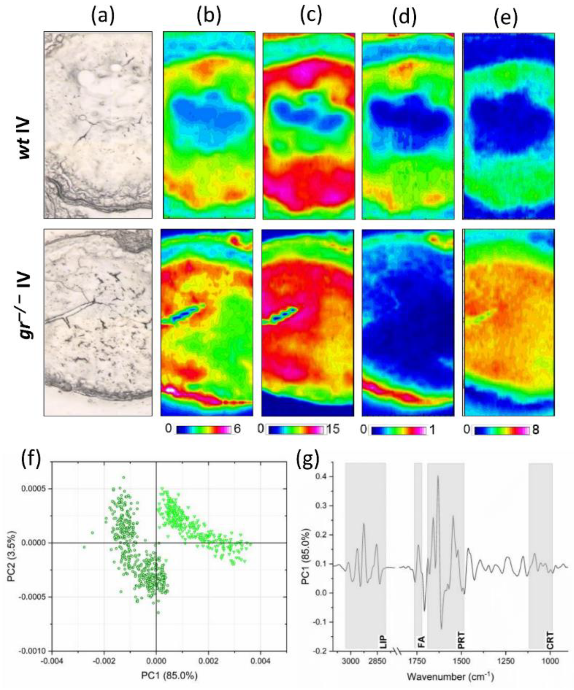 Ijms 21 09073 g004 Ijms 21 09073 g004