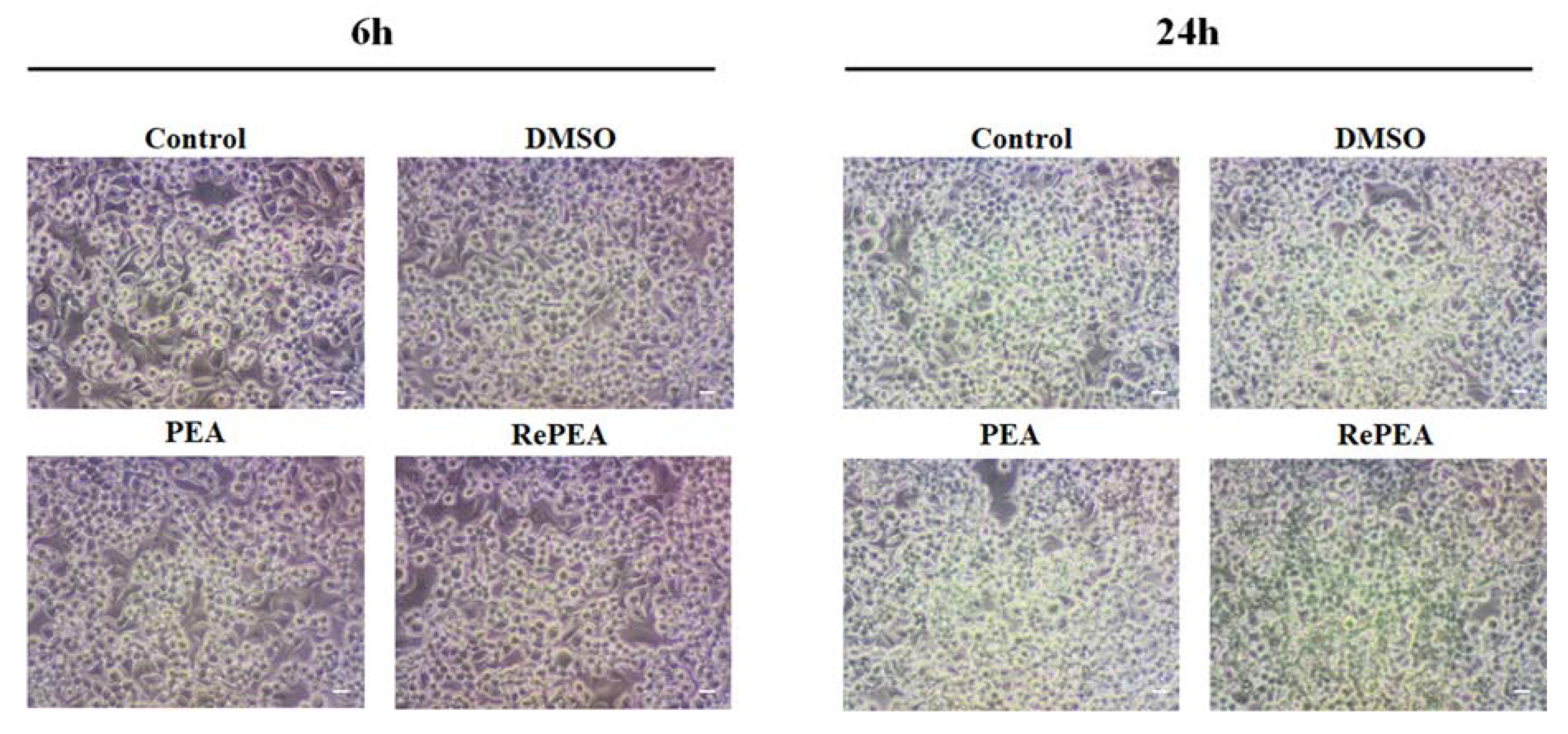 Ijms 21 09074 g009 Ijms 21 09074 g009