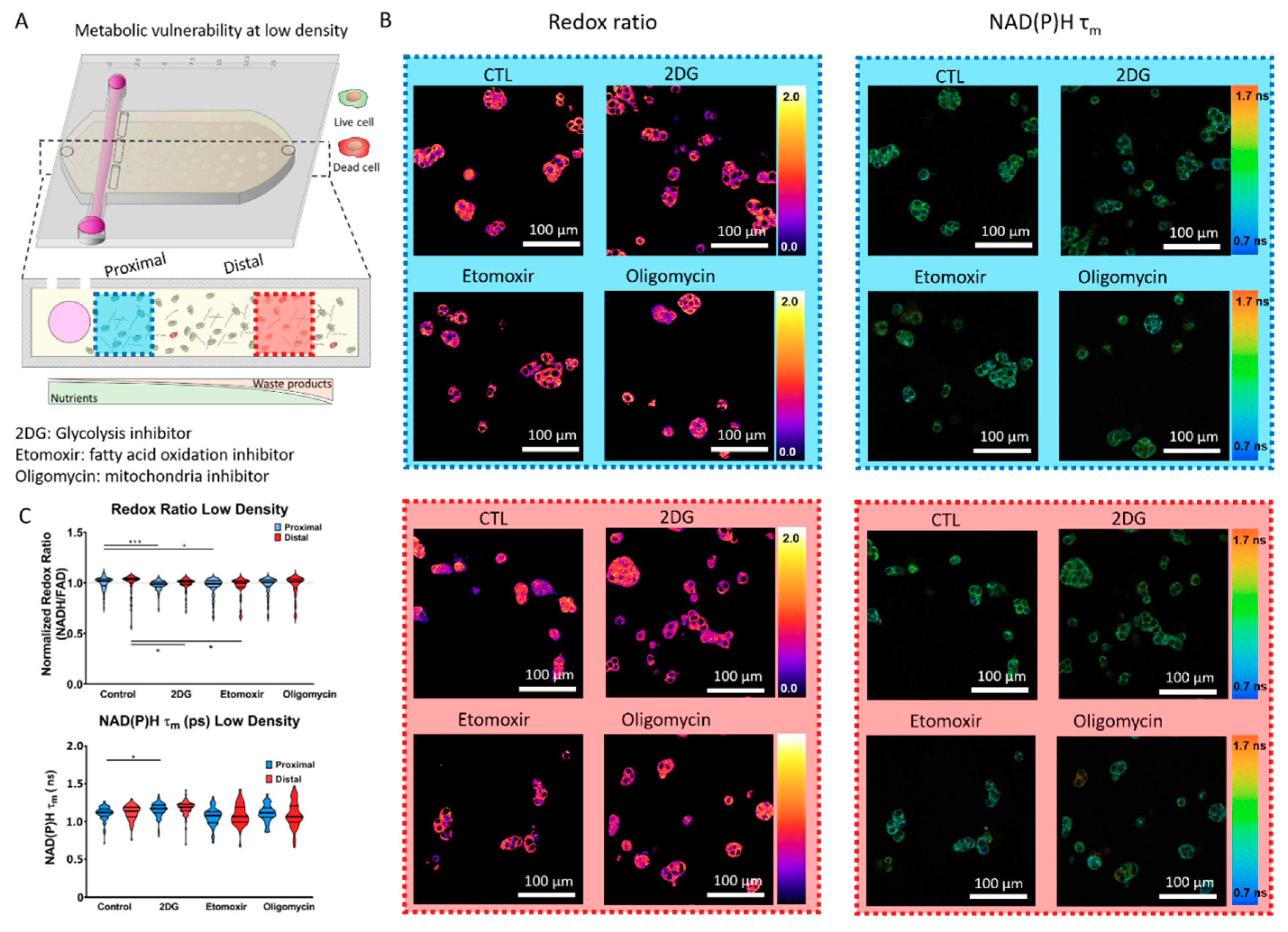 Ijms 21 09075 g003 Ijms 21 09075 g003