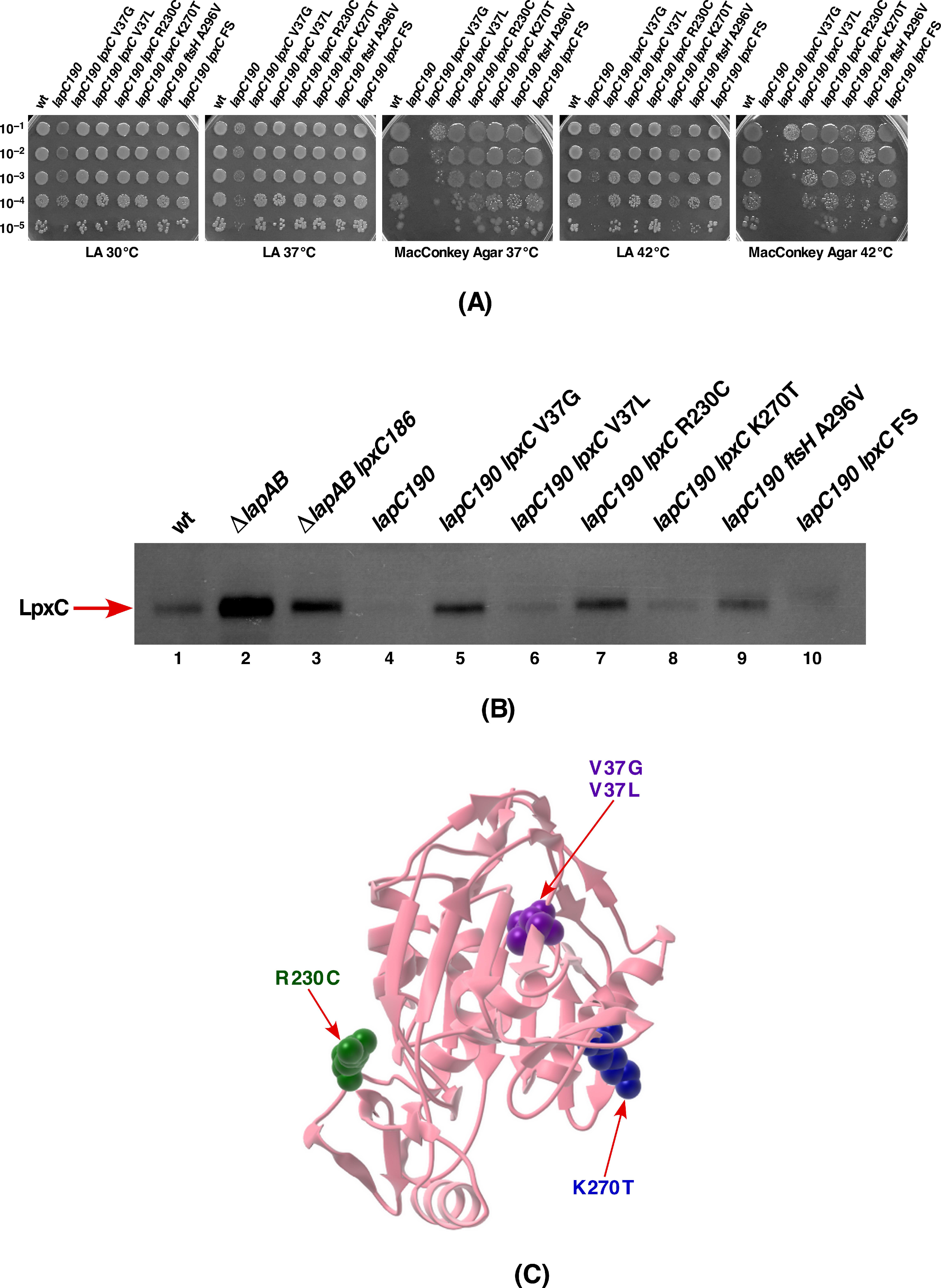 Ijms 21 09088 g009 Ijms 21 09088 g009