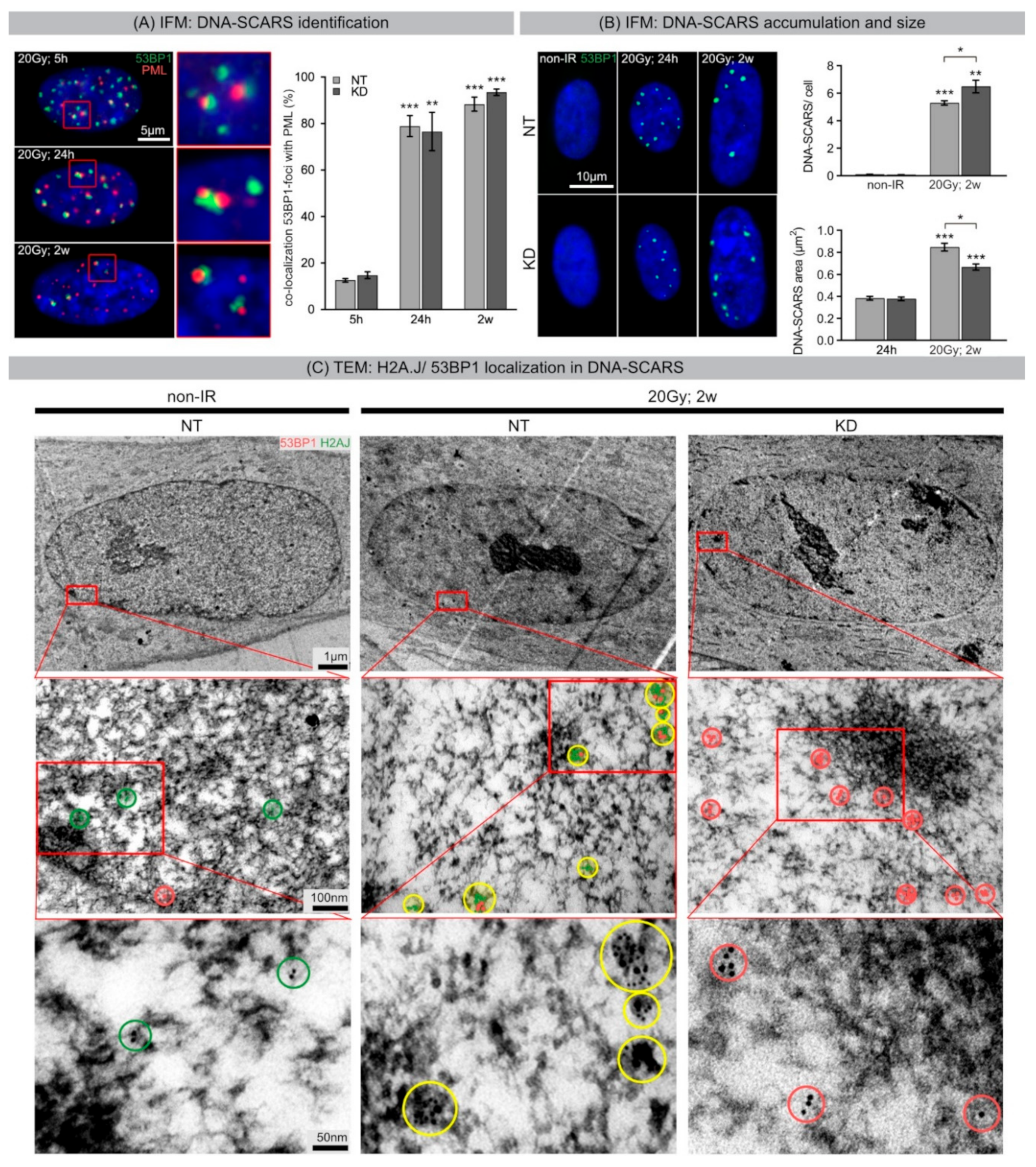Ijms 21 09130 g004 Ijms 21 09130 g004