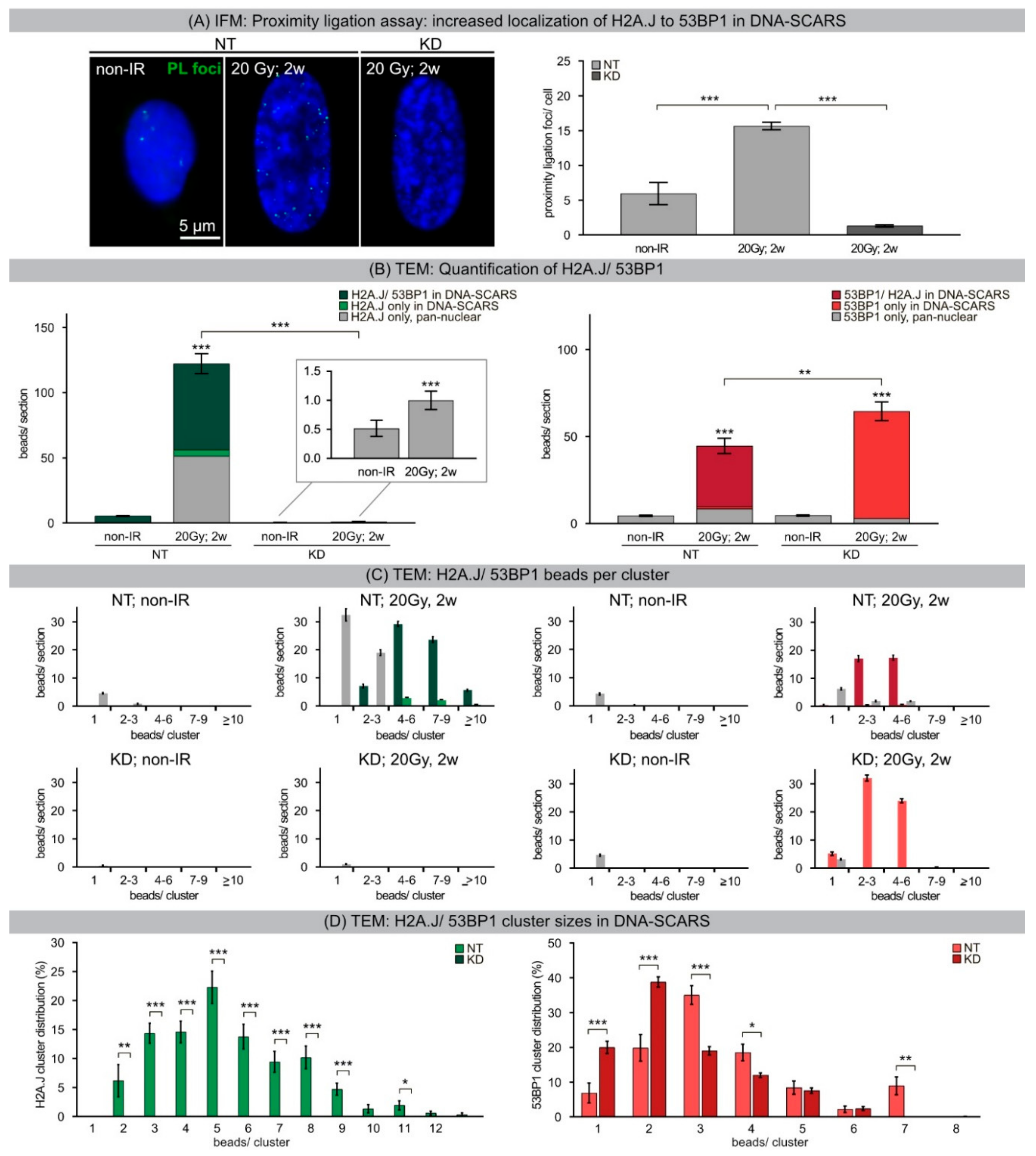 Ijms 21 09130 g005 Ijms 21 09130 g005