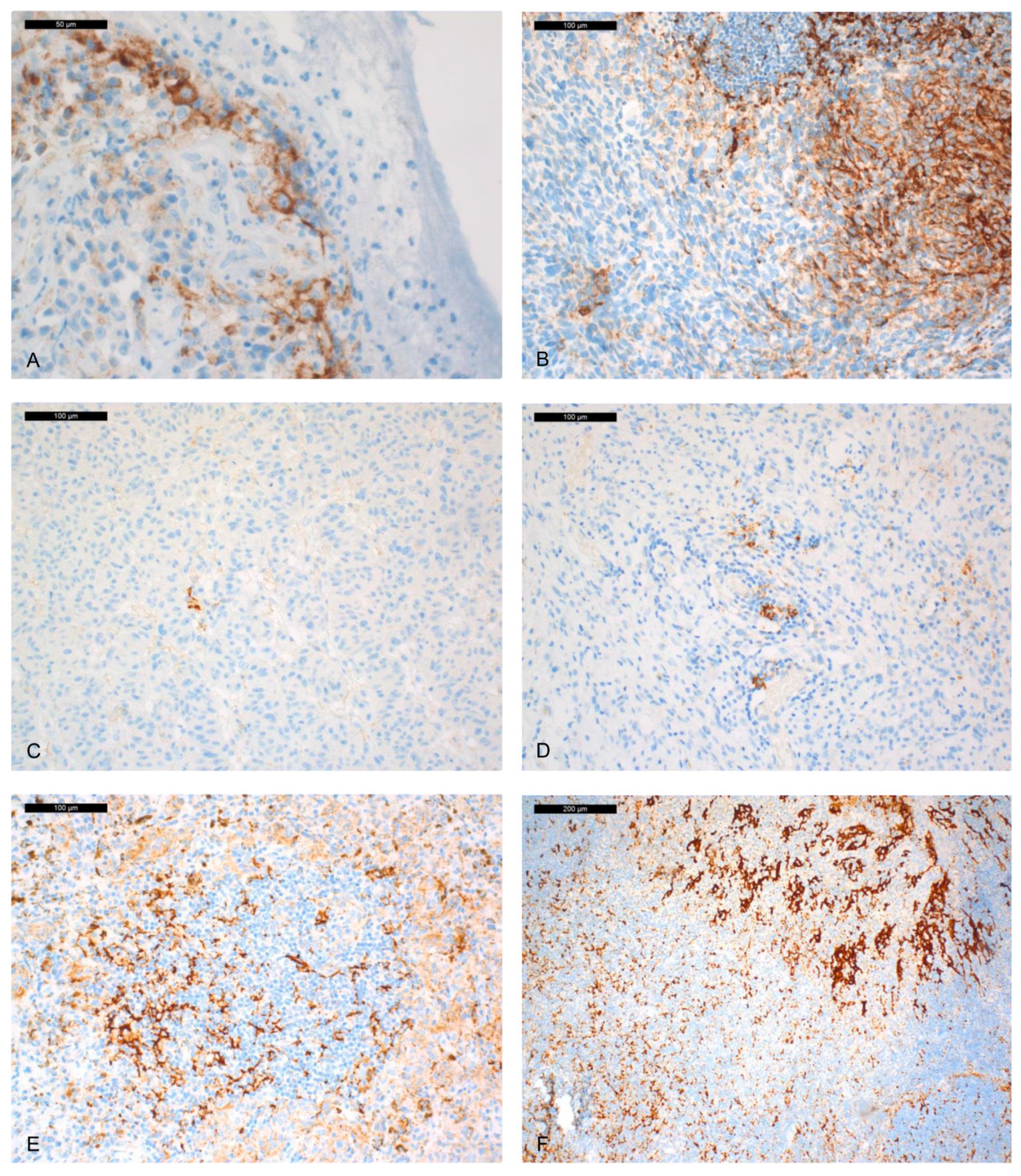 Ijms 21 09147 g002 Ijms 21 09147 g002