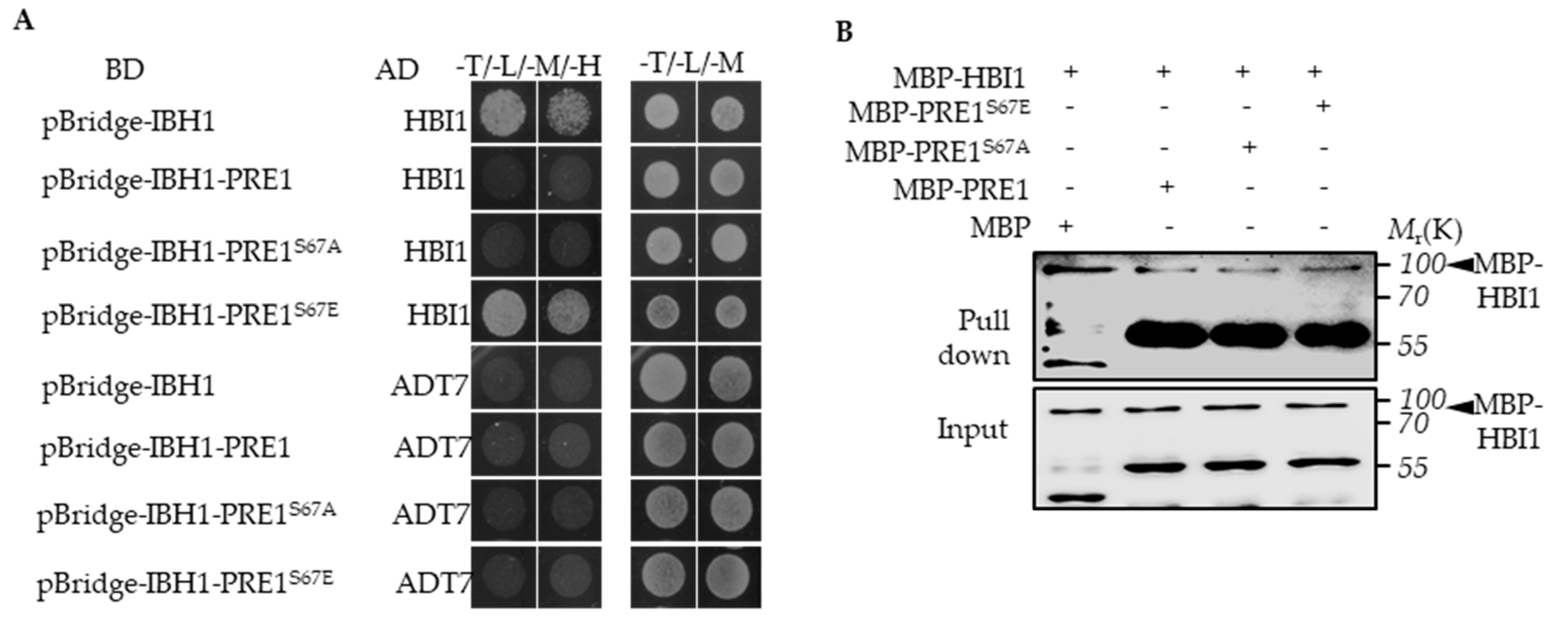 Ijms 21 09183 g004 Ijms 21 09183 g004