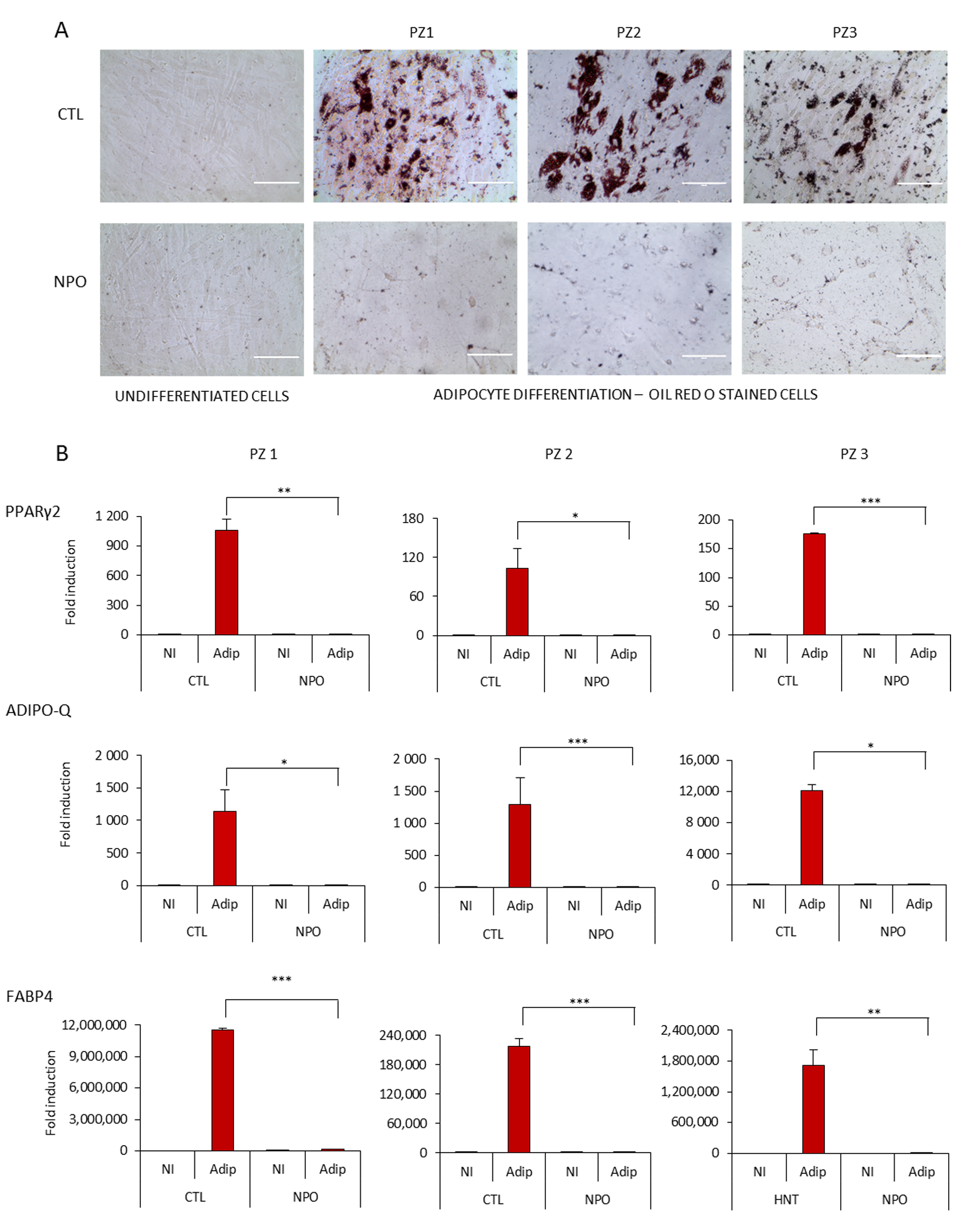 Ijms 21 09214 g002 Ijms 21 09214 g002