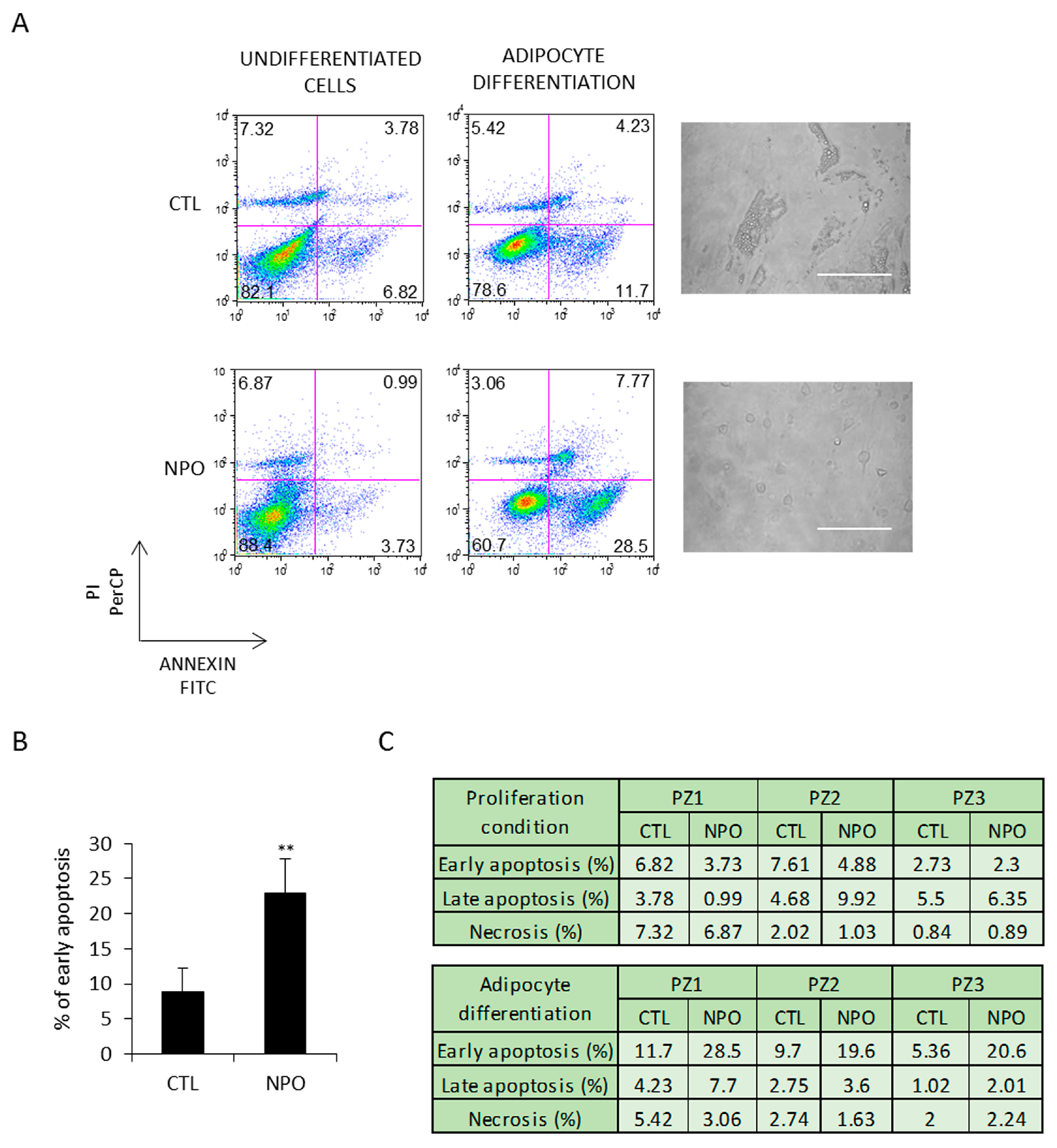 Ijms 21 09214 g003 Ijms 21 09214 g003