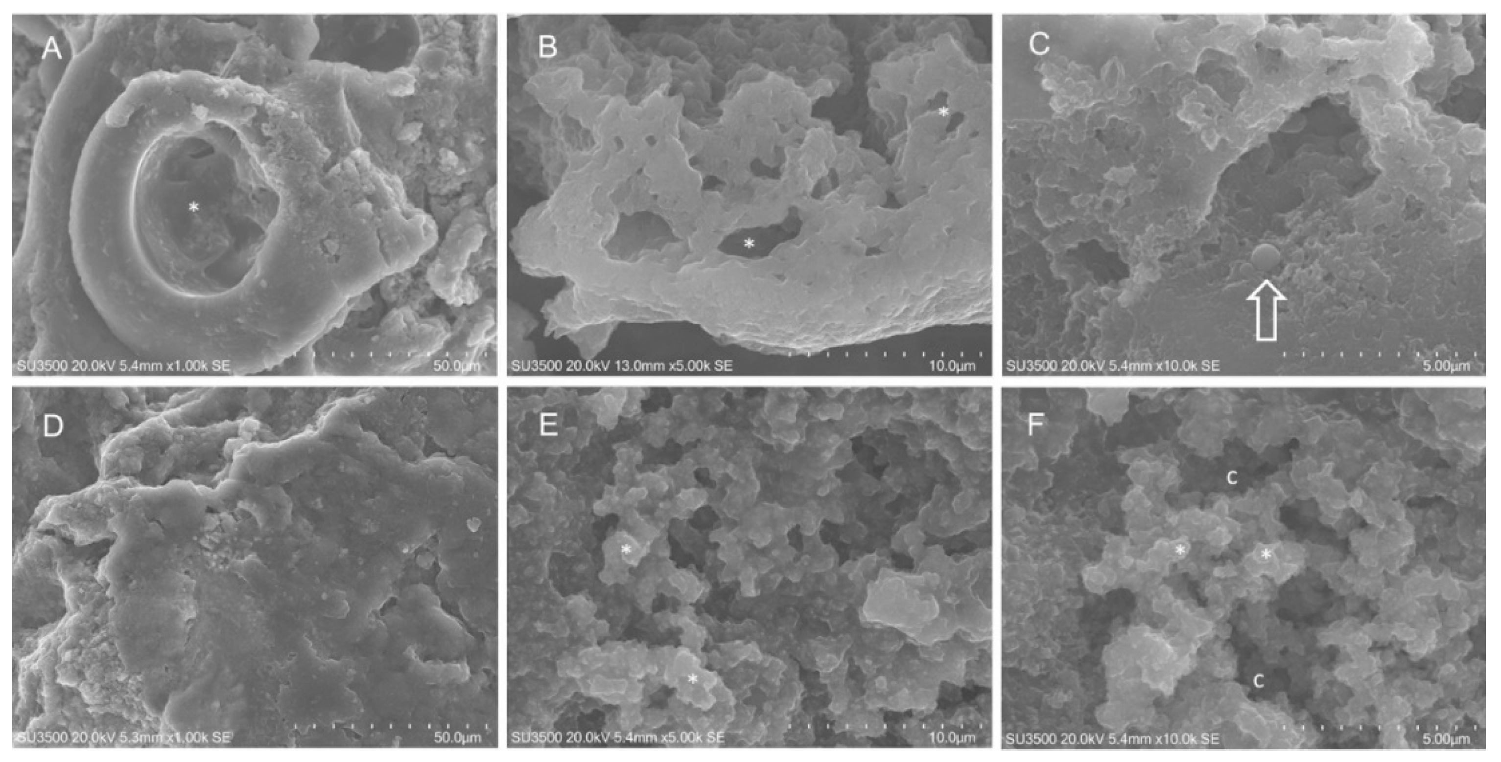 Ijms 21 09258 g004 Ijms 21 09258 g004