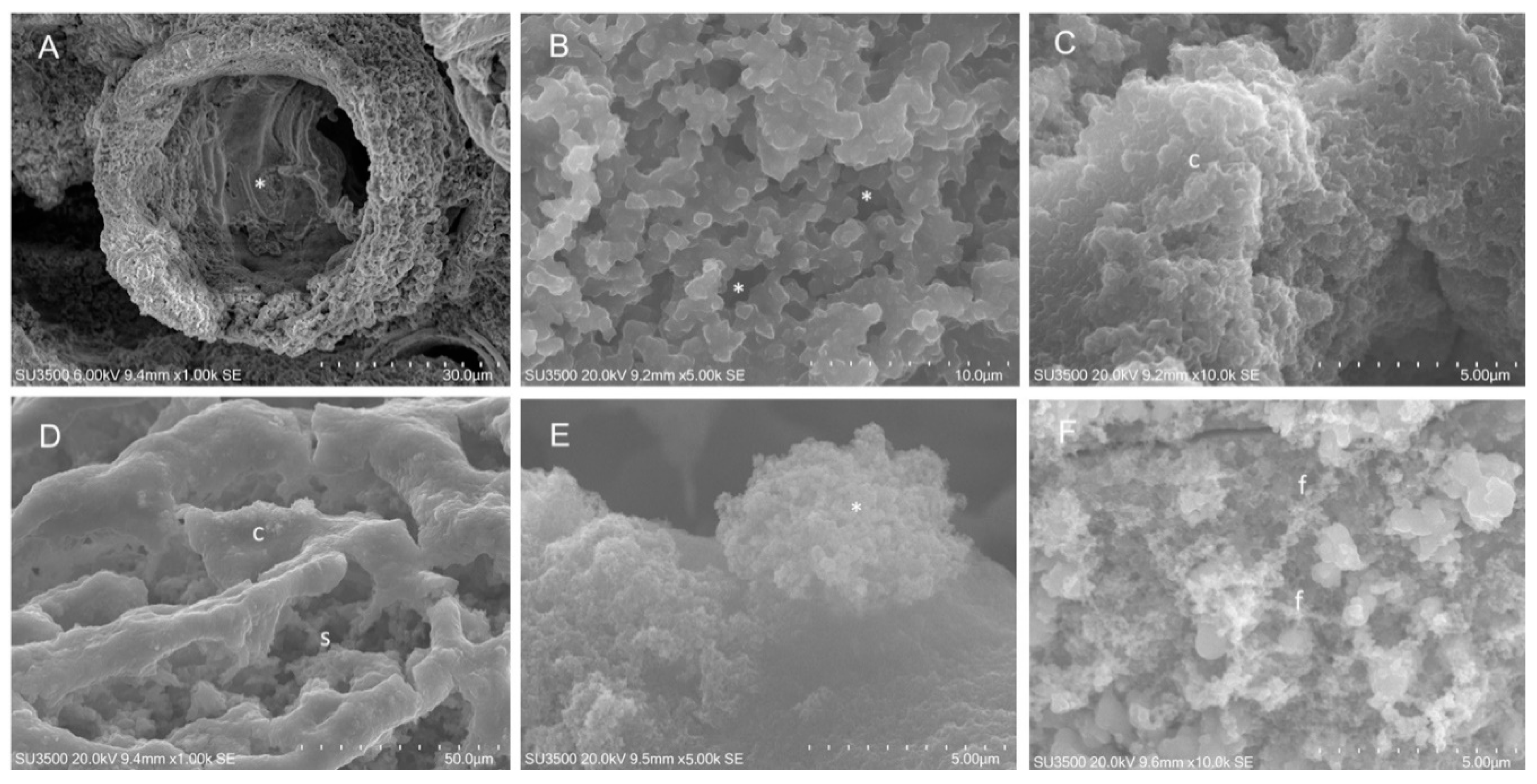 Ijms 21 09258 g005 Ijms 21 09258 g005