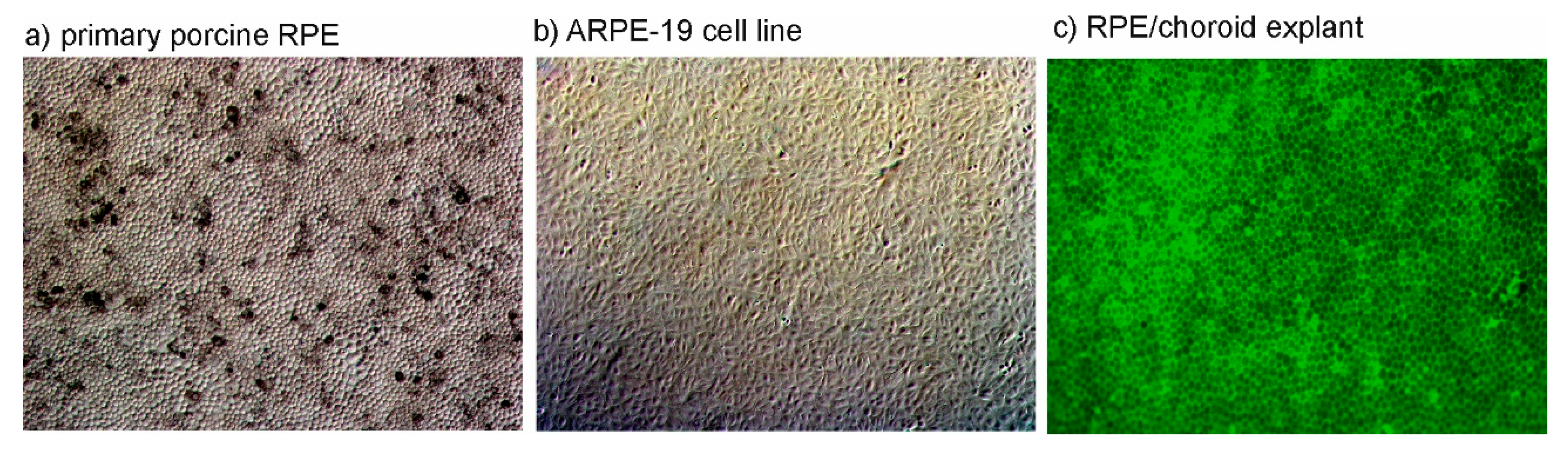 Ijms 21 09272 g002 Ijms 21 09272 g002