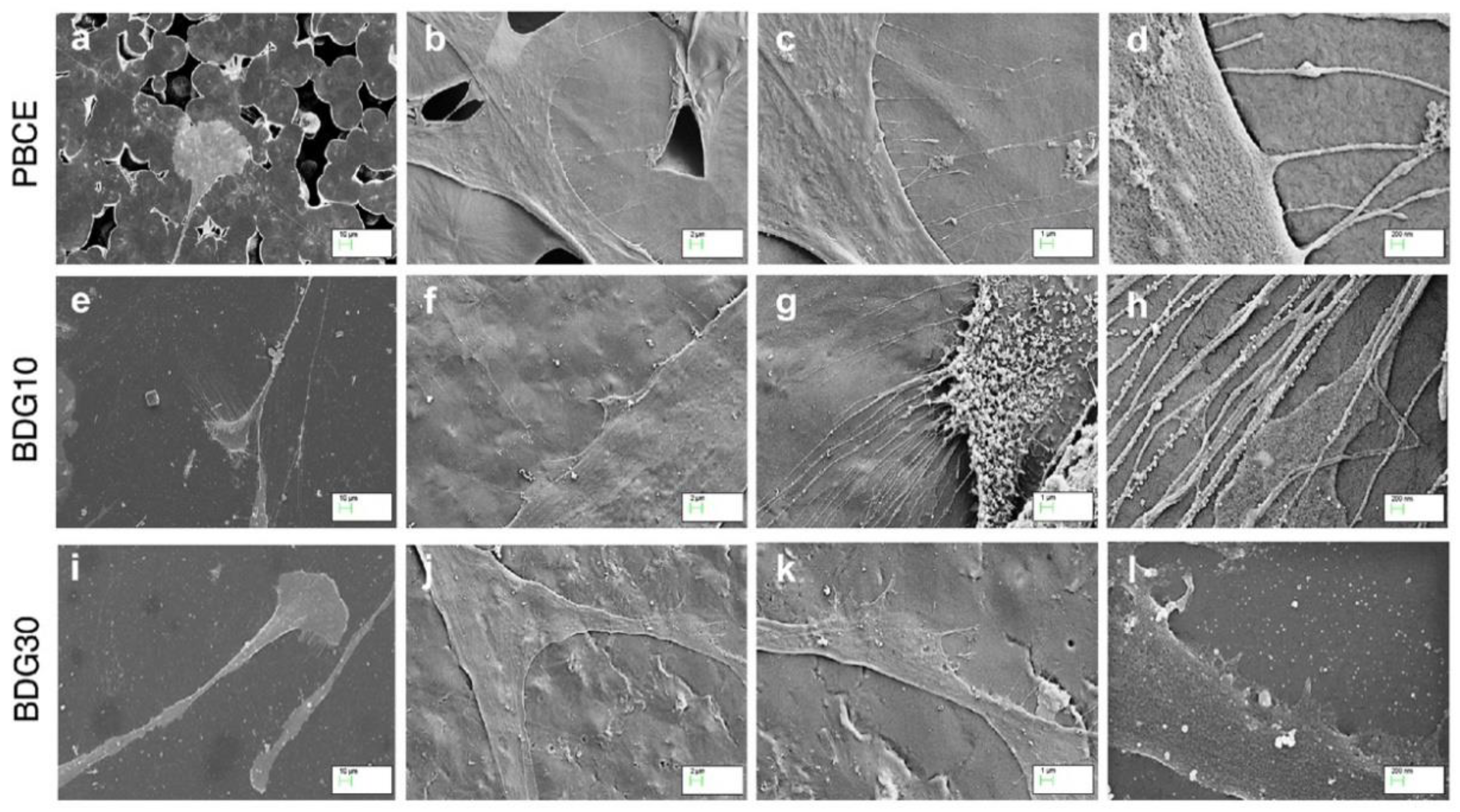 Ijms 21 09274 g005 Ijms 21 09274 g005