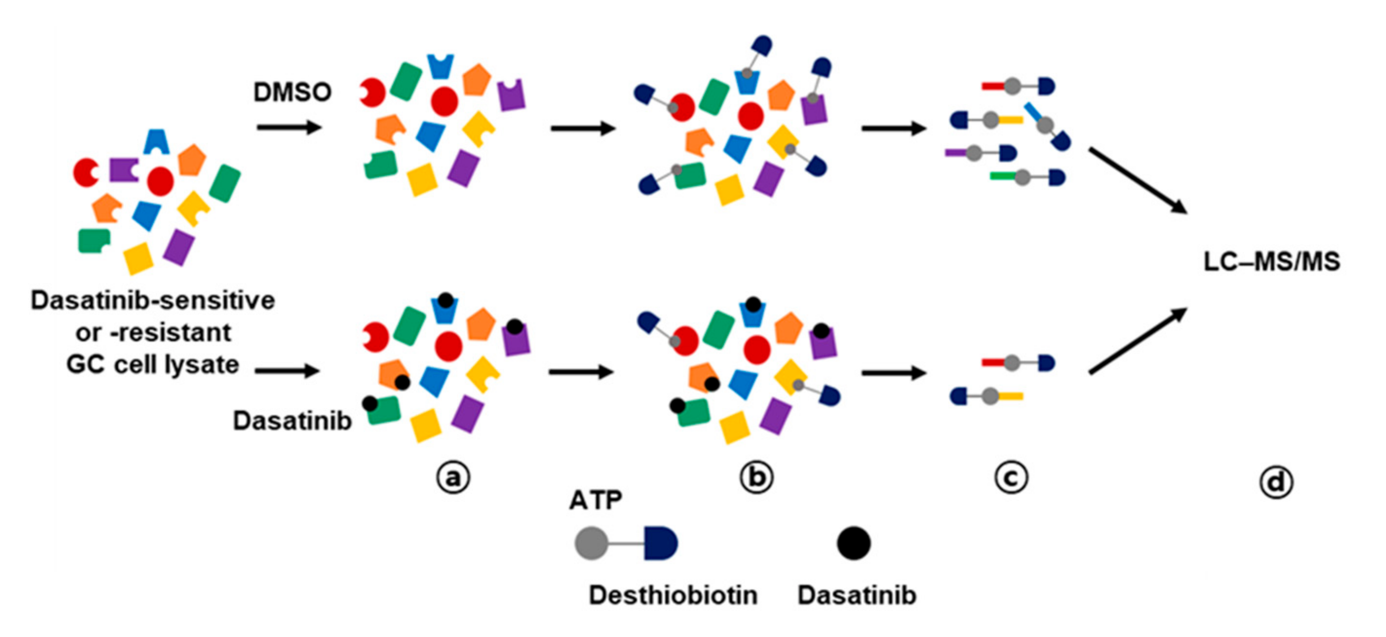 Ijms 21 09276 g003 Ijms 21 09276 g003