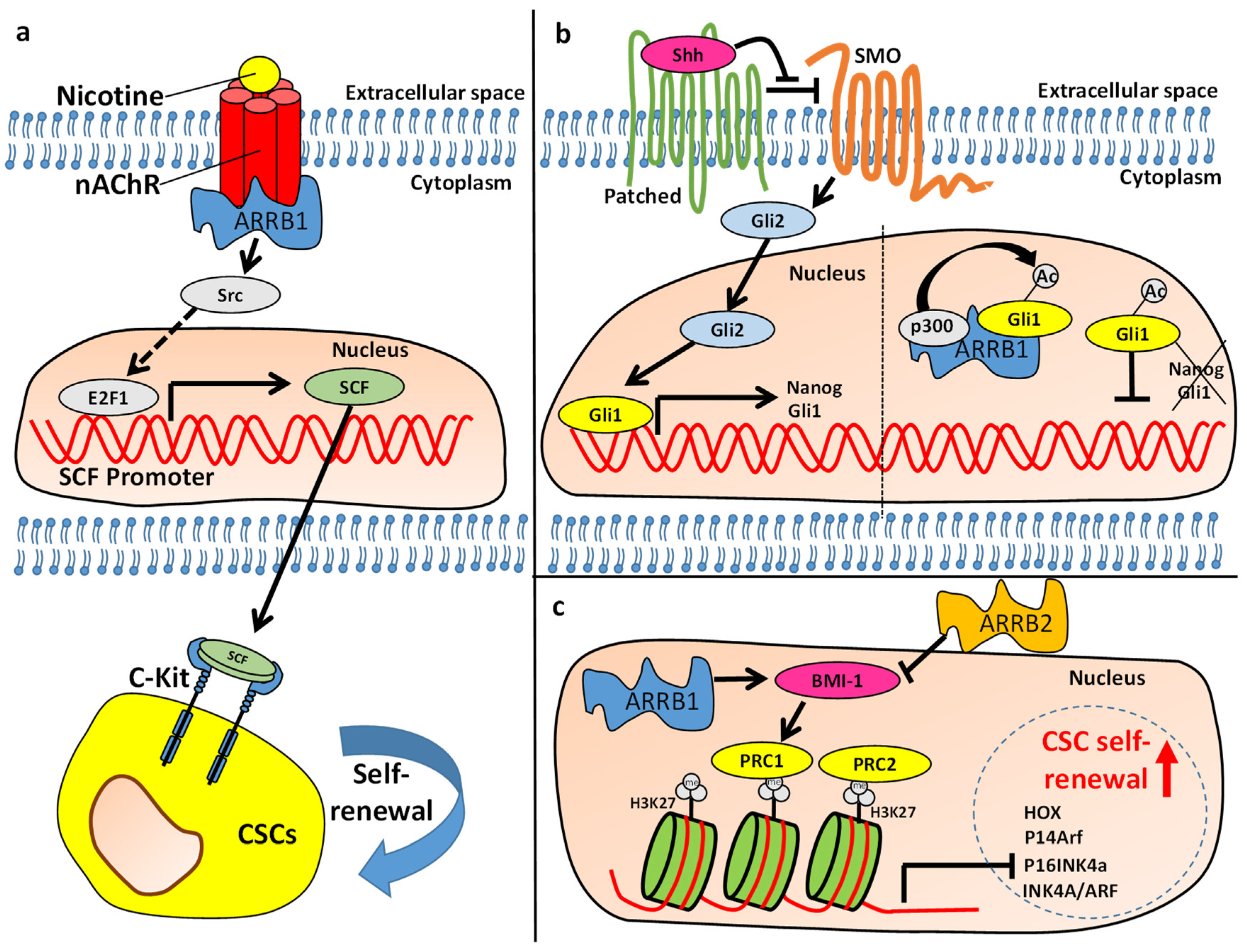 Ijms 21 09310 g002 Ijms 21 09310 g002