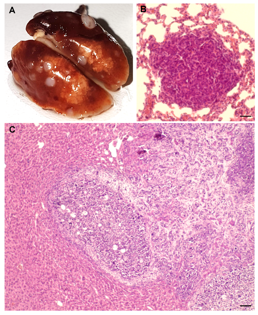 Ijms 21 09332 g002 Ijms 21 09332 g002