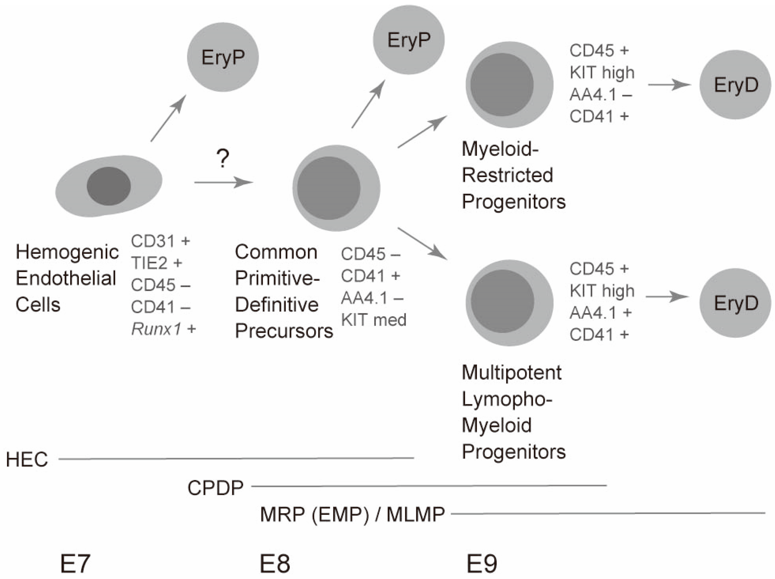 Ijms 21 09346 g002 Ijms 21 09346 g002
