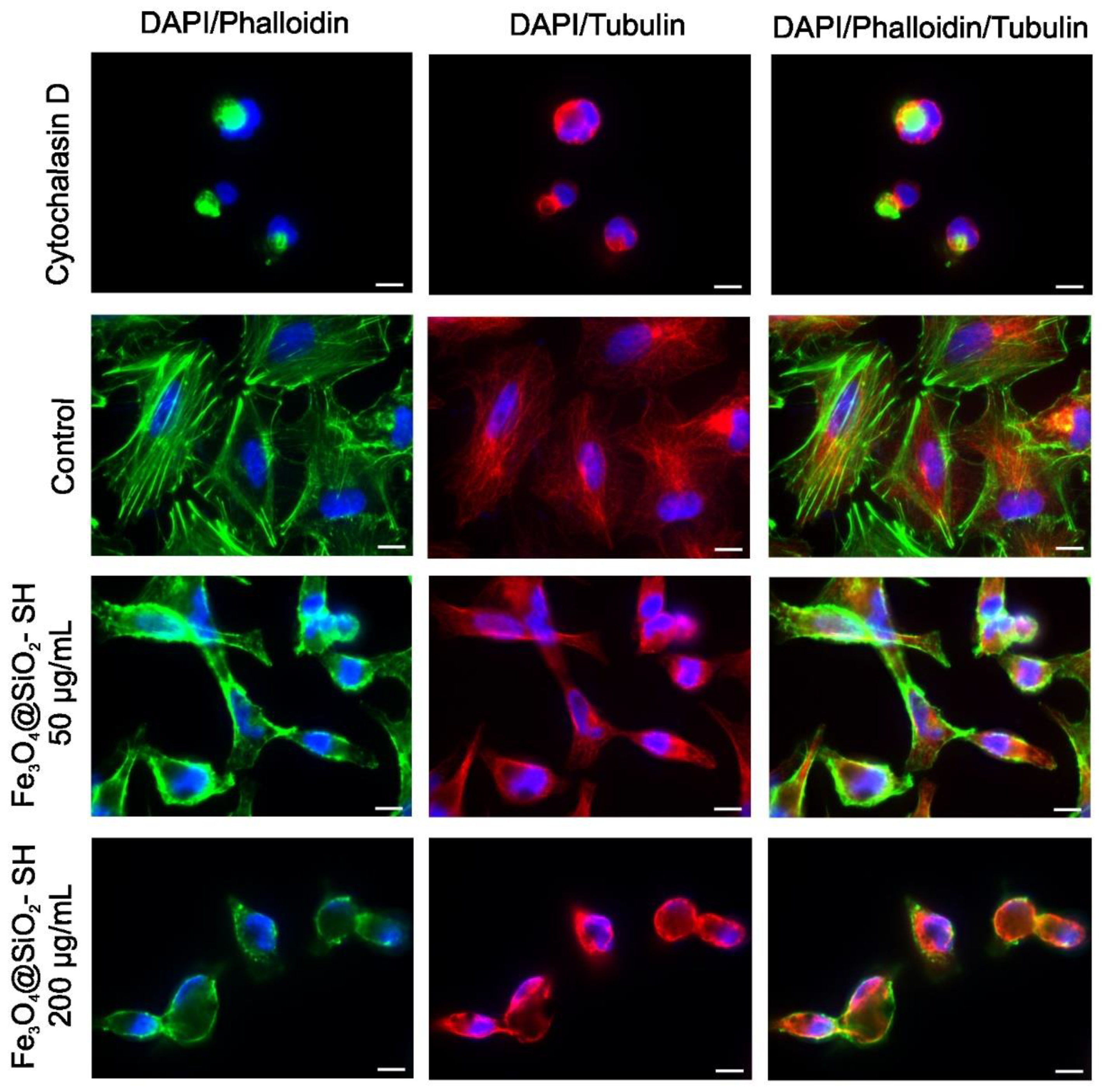 Ijms 21 09350 g008 Ijms 21 09350 g008