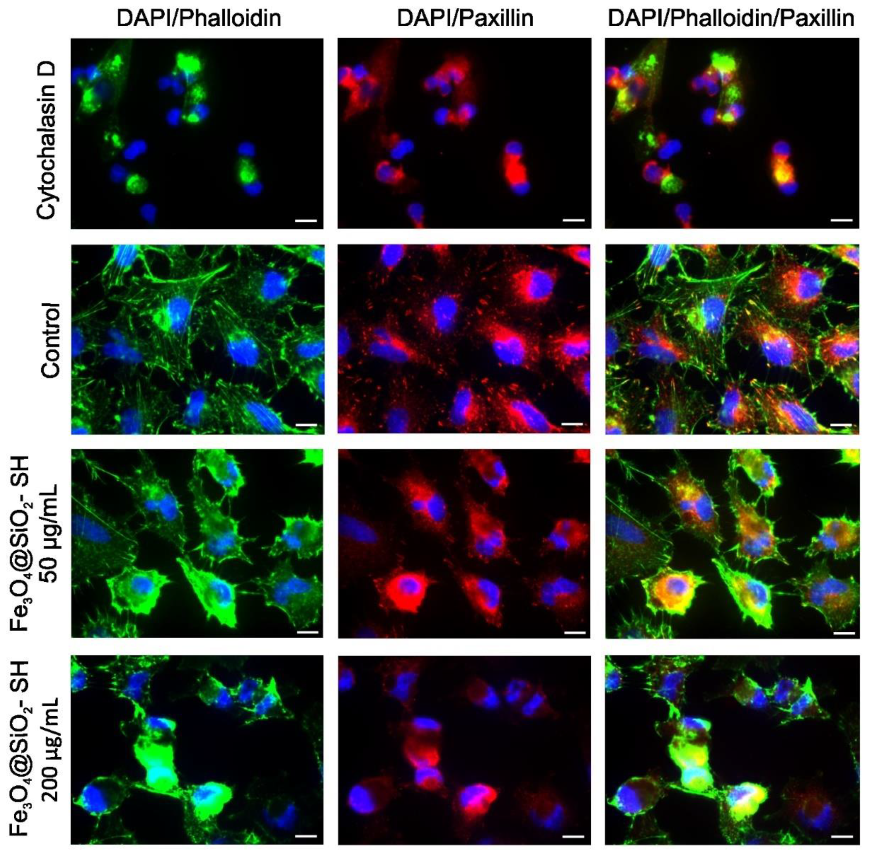 Ijms 21 09350 g009 Ijms 21 09350 g009