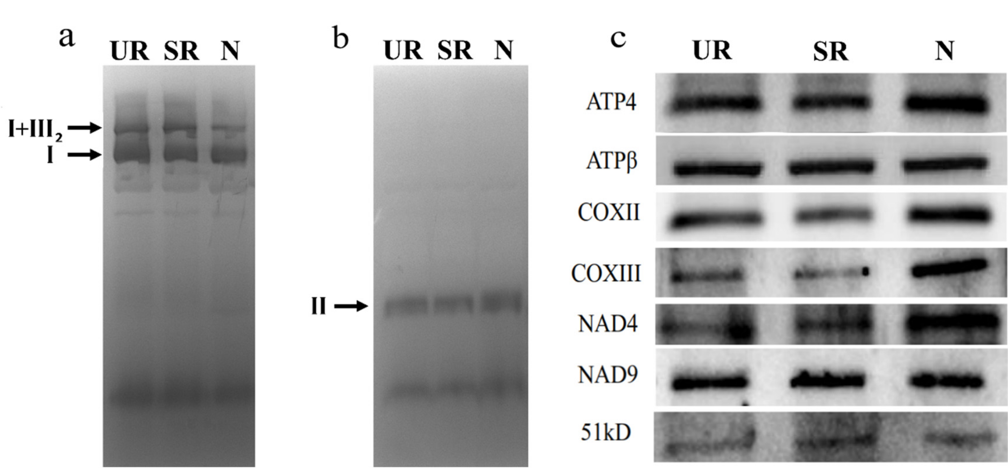 Ijms 21 09378 g004 Ijms 21 09378 g004