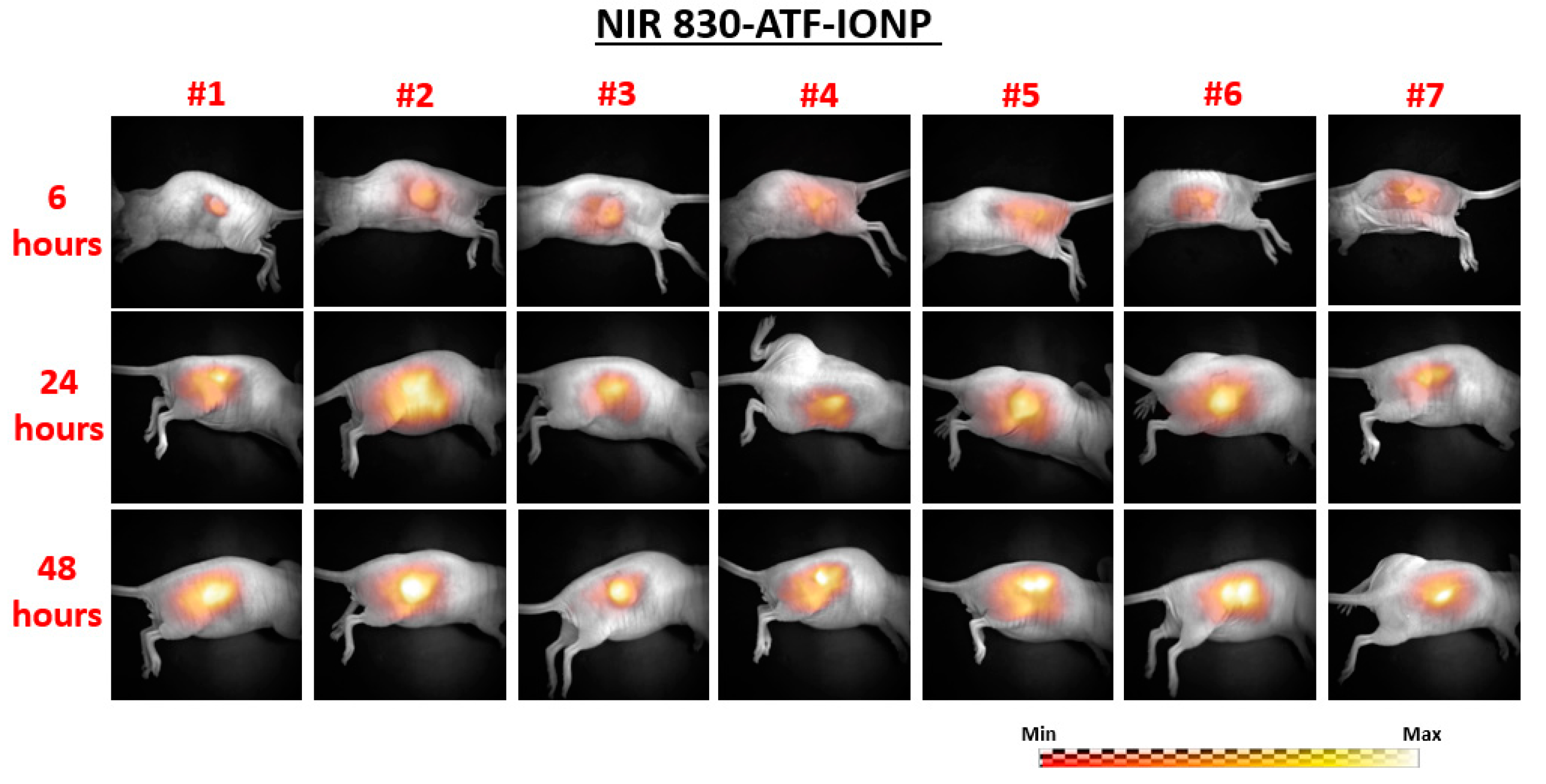 Ijms 21 09389 g002 Ijms 21 09389 g002