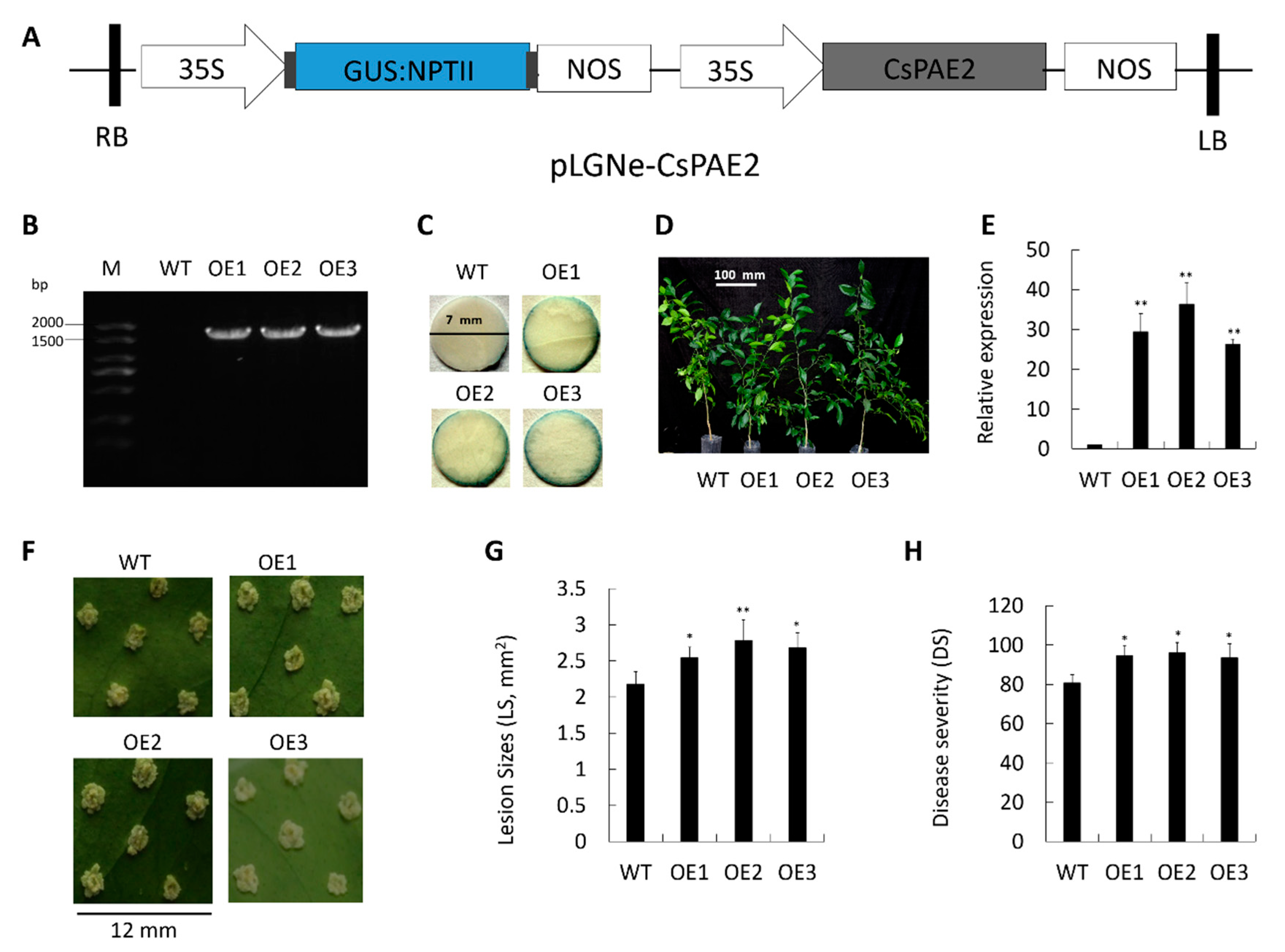 Ijms 21 09429 g005 Ijms 21 09429 g005