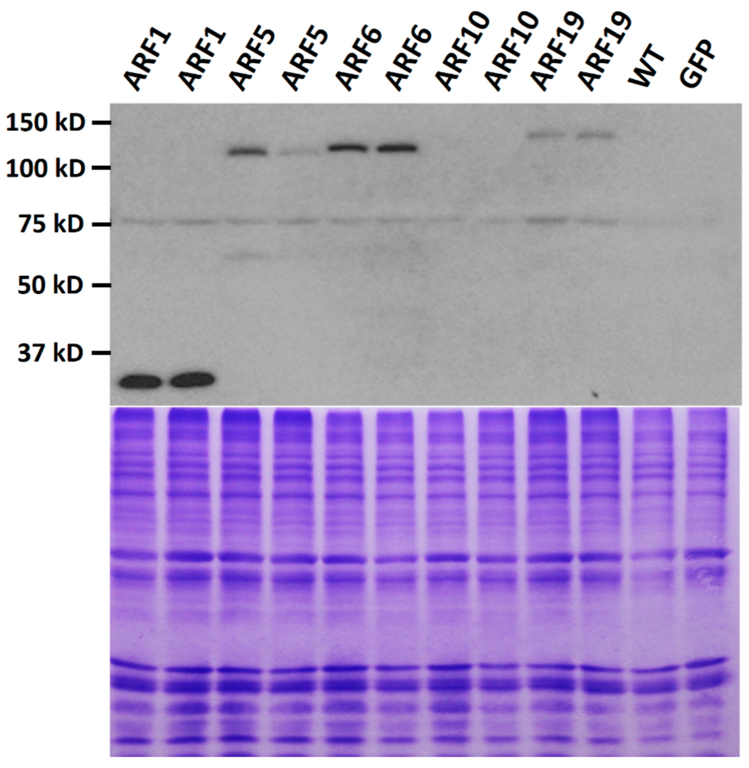 Ijms 21 09437 g001 Ijms 21 09437 g001