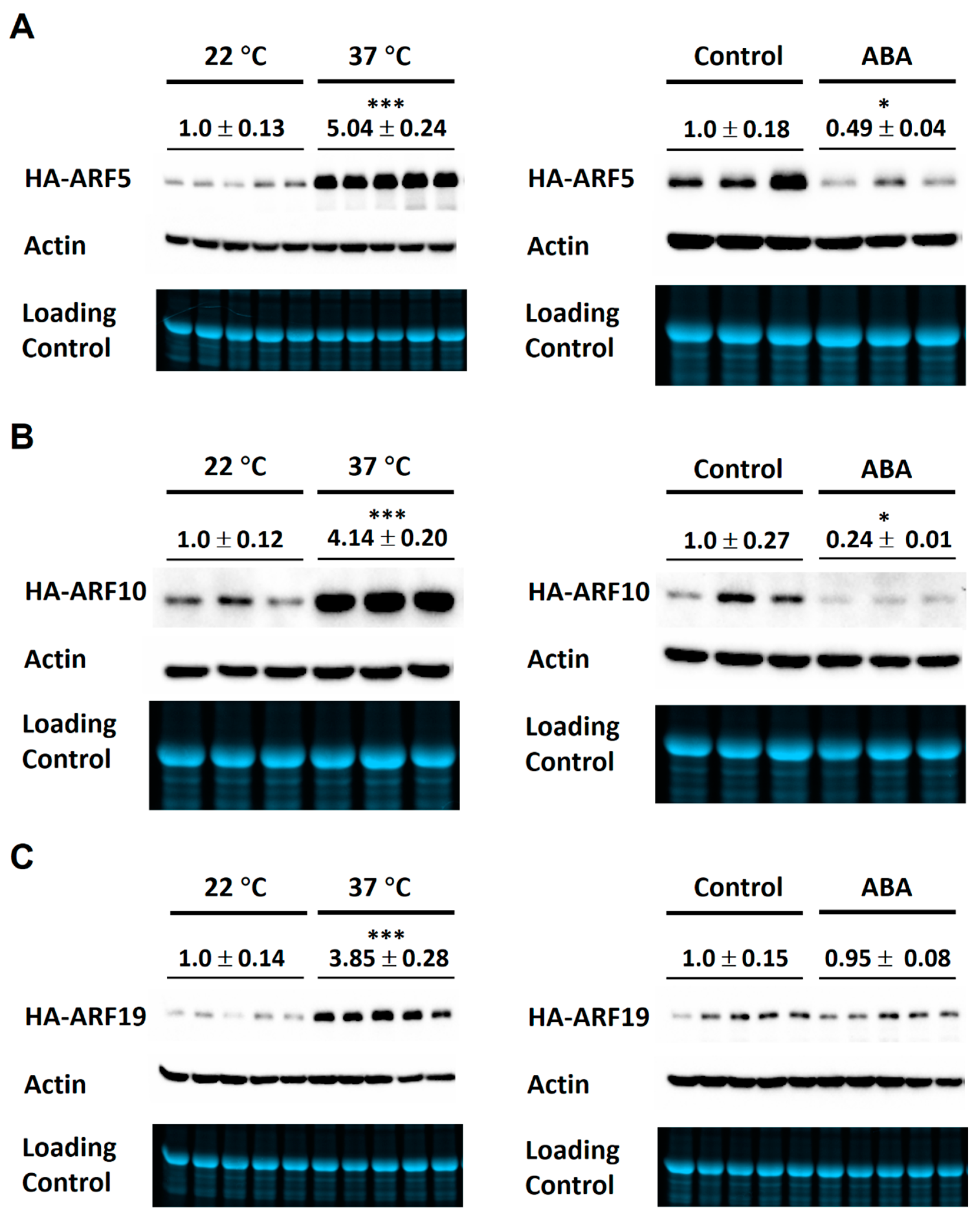 Ijms 21 09437 g005 Ijms 21 09437 g005
