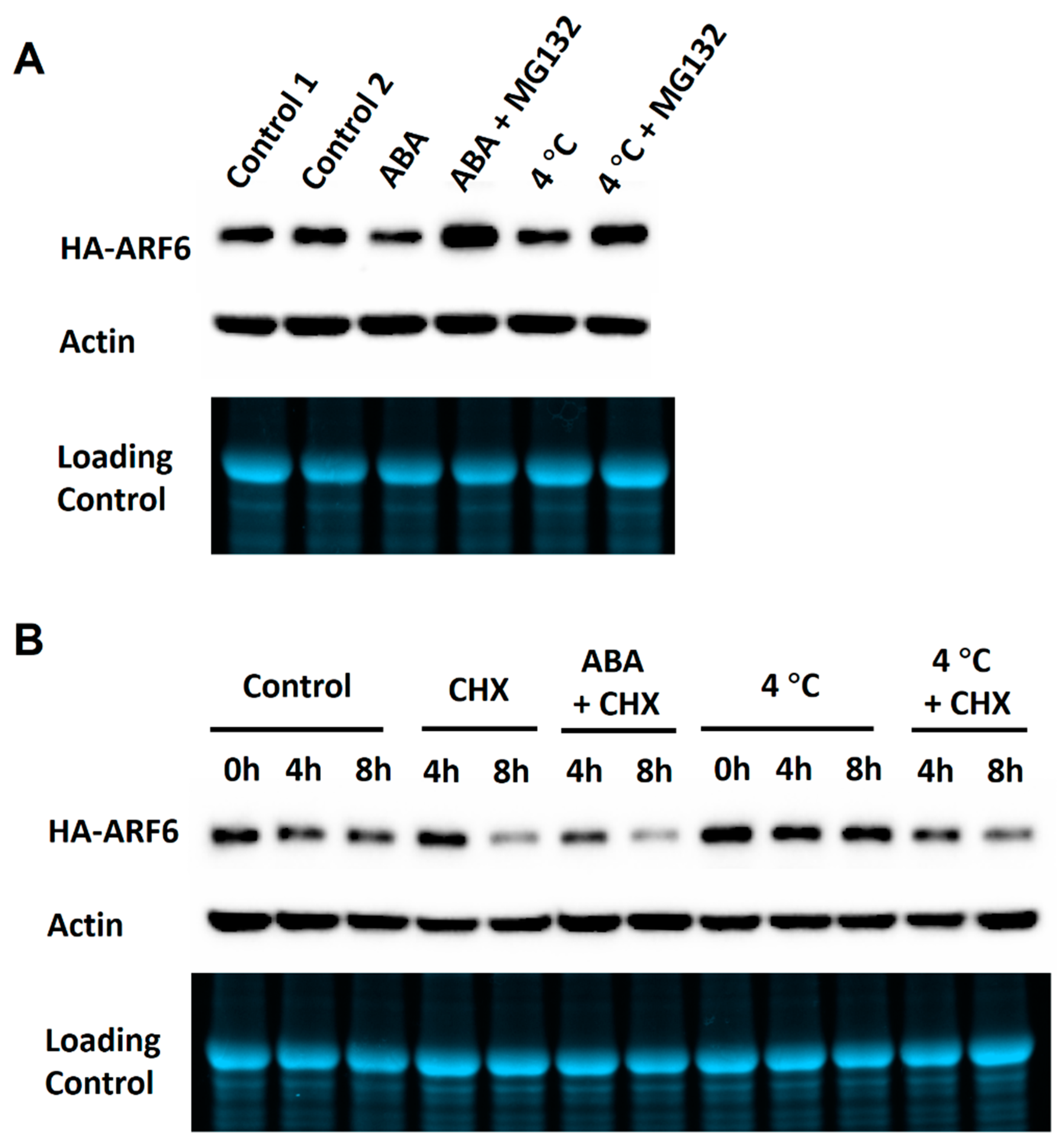 Ijms 21 09437 g006 Ijms 21 09437 g006