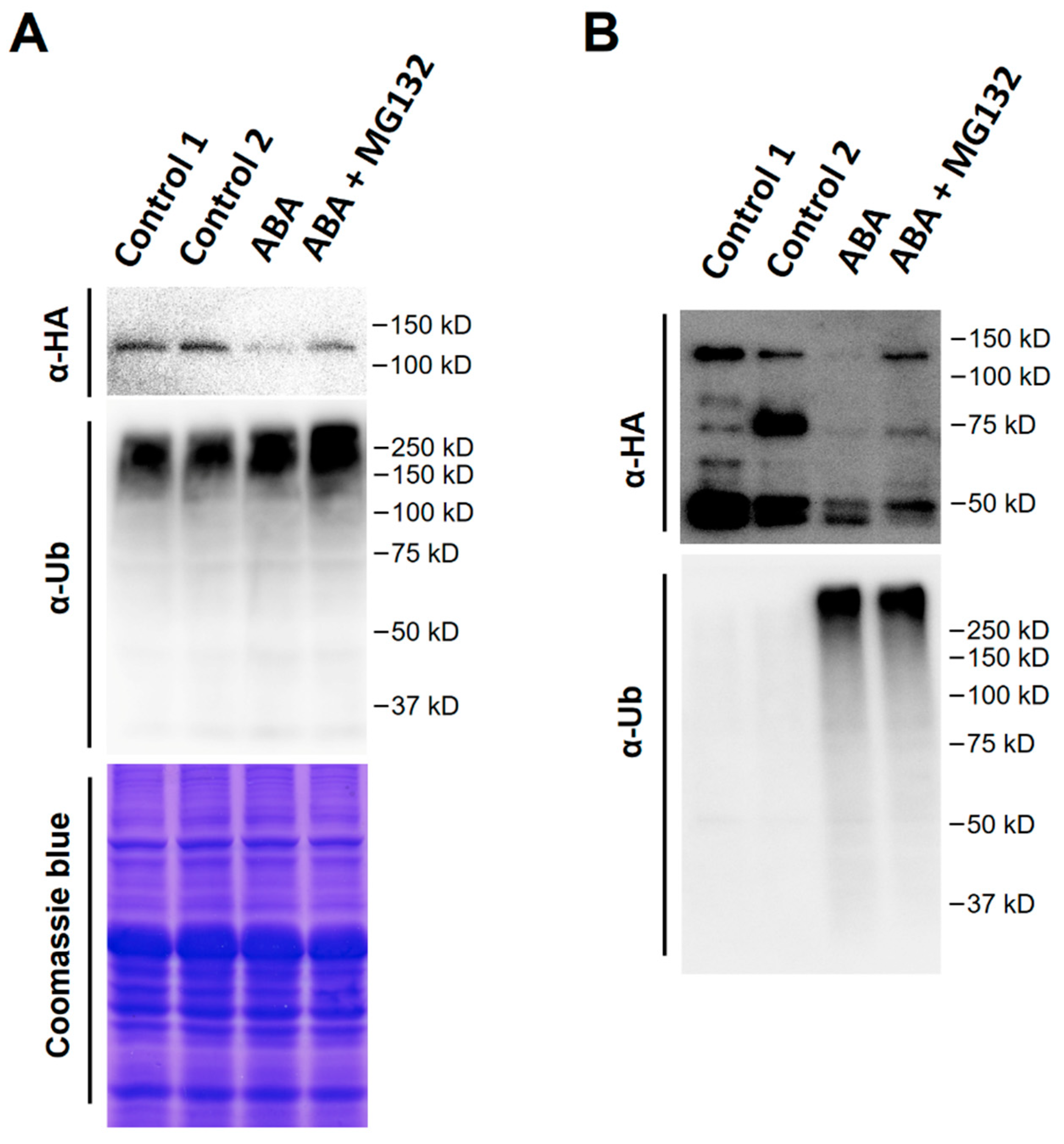 Ijms 21 09437 g007 Ijms 21 09437 g007