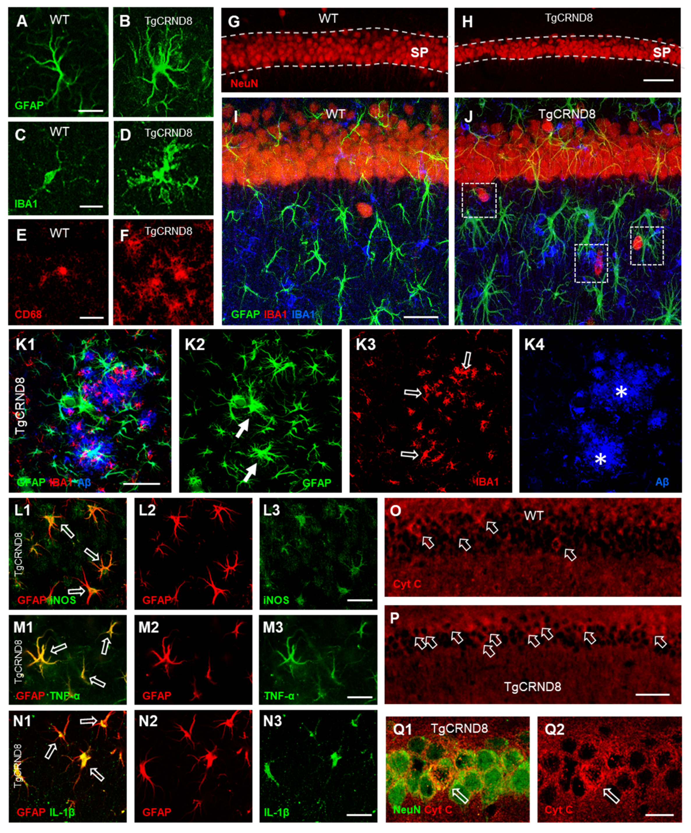 Ijms 21 09441 g001 Ijms 21 09441 g001