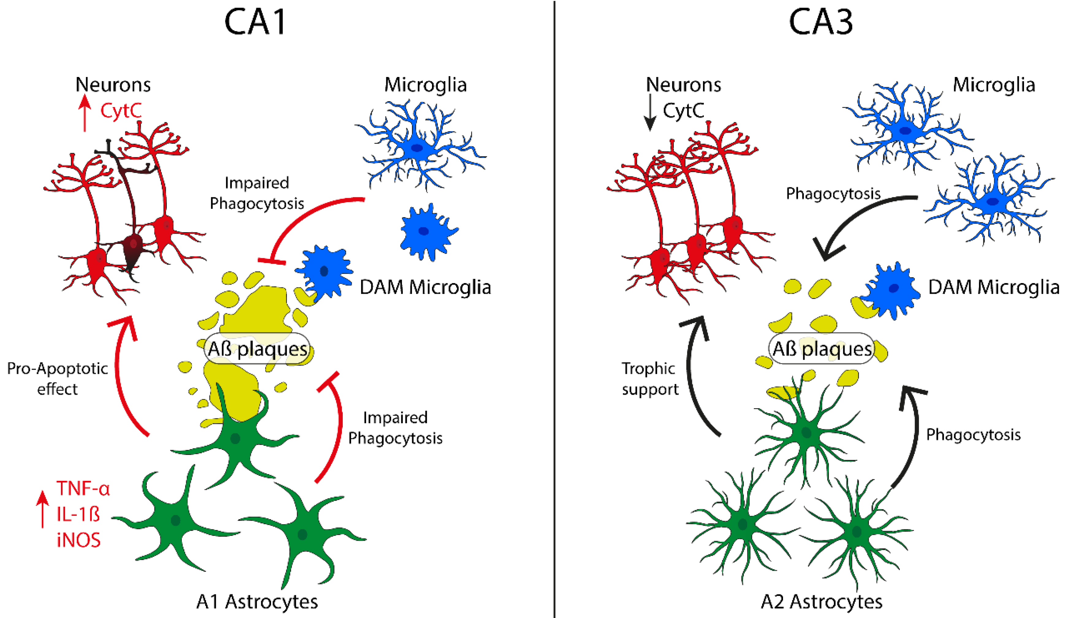 Ijms 21 09441 g002 Ijms 21 09441 g002