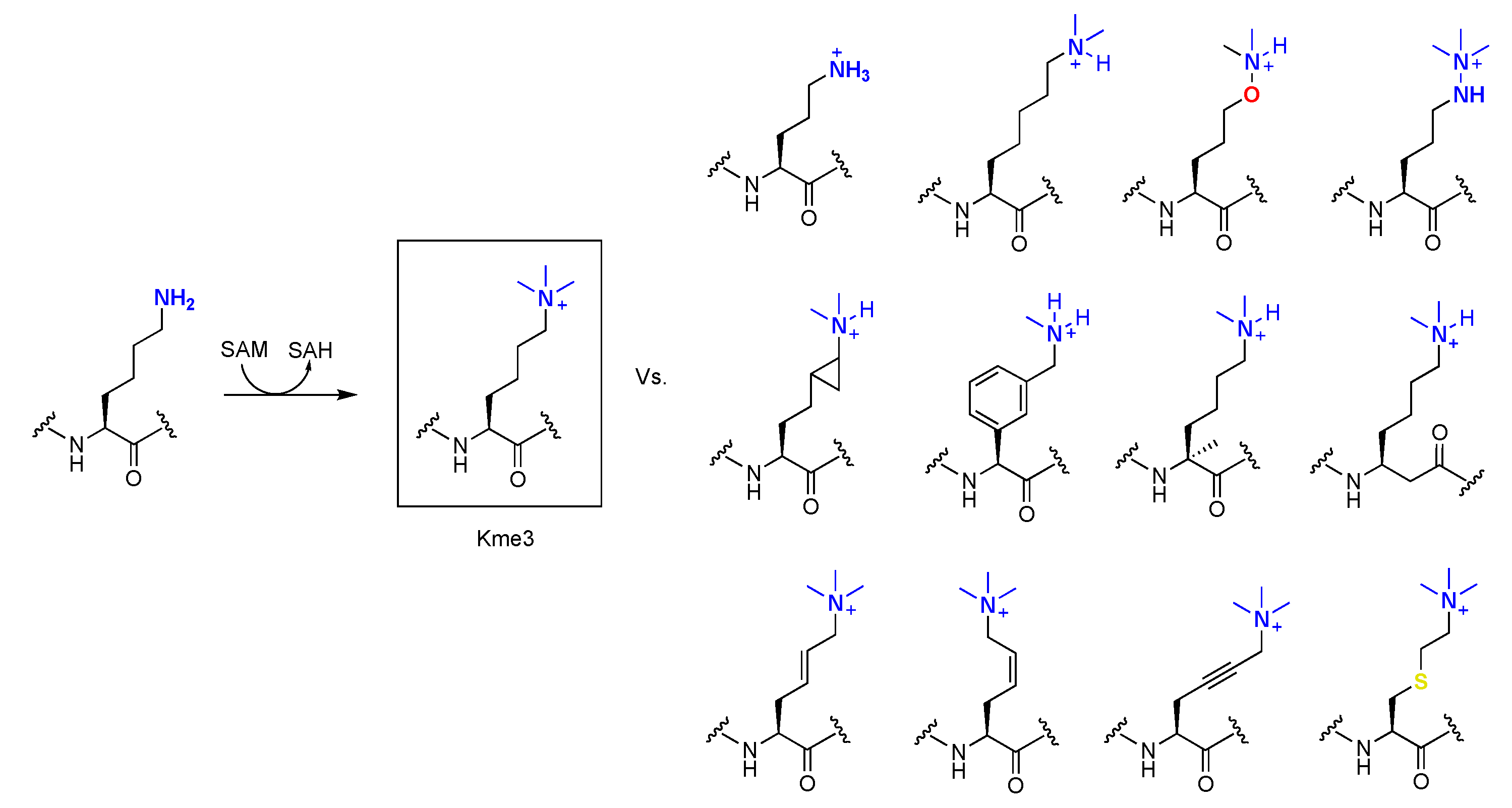 Ijms 21 09451 g008 Ijms 21 09451 g008