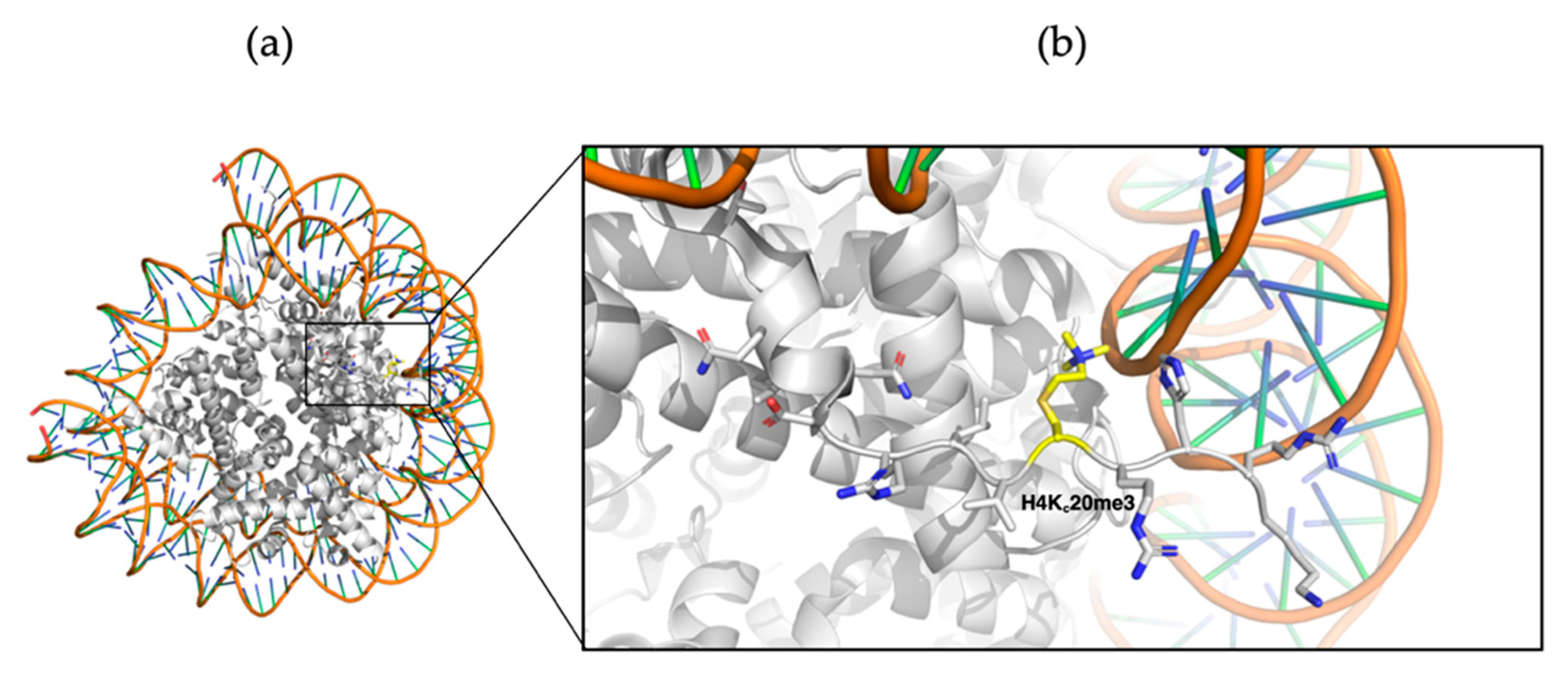 Ijms 21 09451 g018 Ijms 21 09451 g018