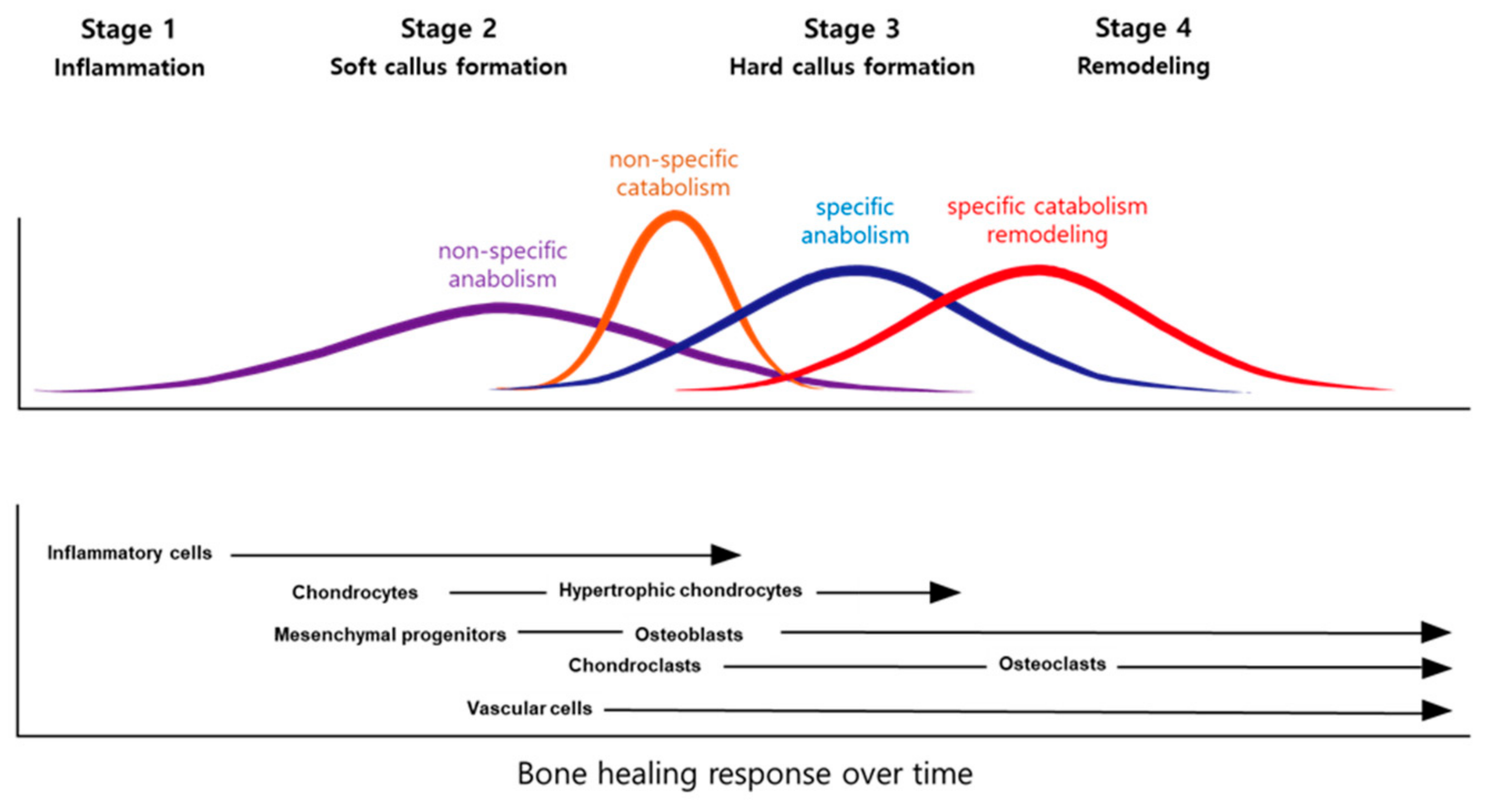 Ijms 21 09455 g001 Ijms 21 09455 g001