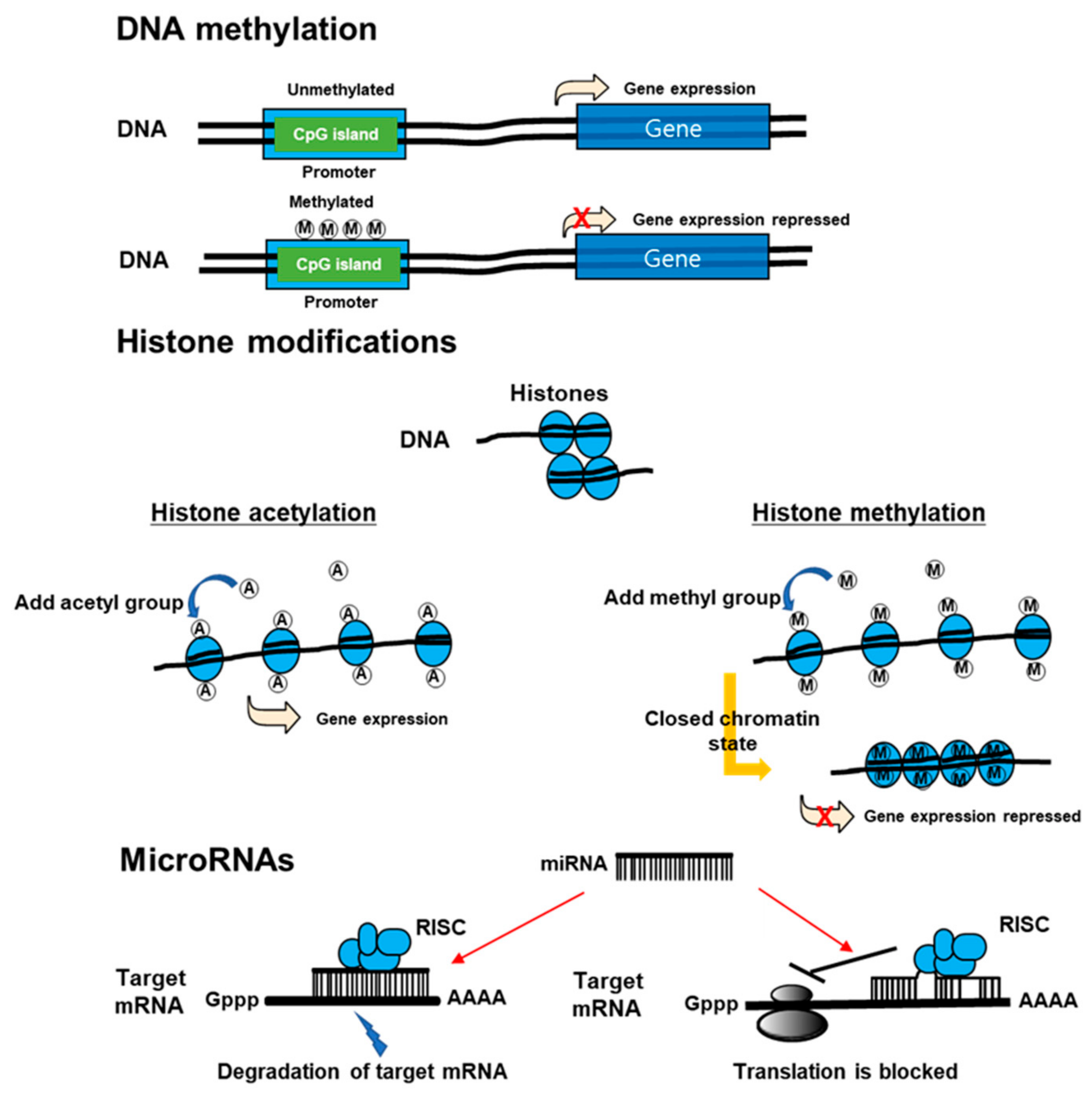 Ijms 21 09455 g003 Ijms 21 09455 g003