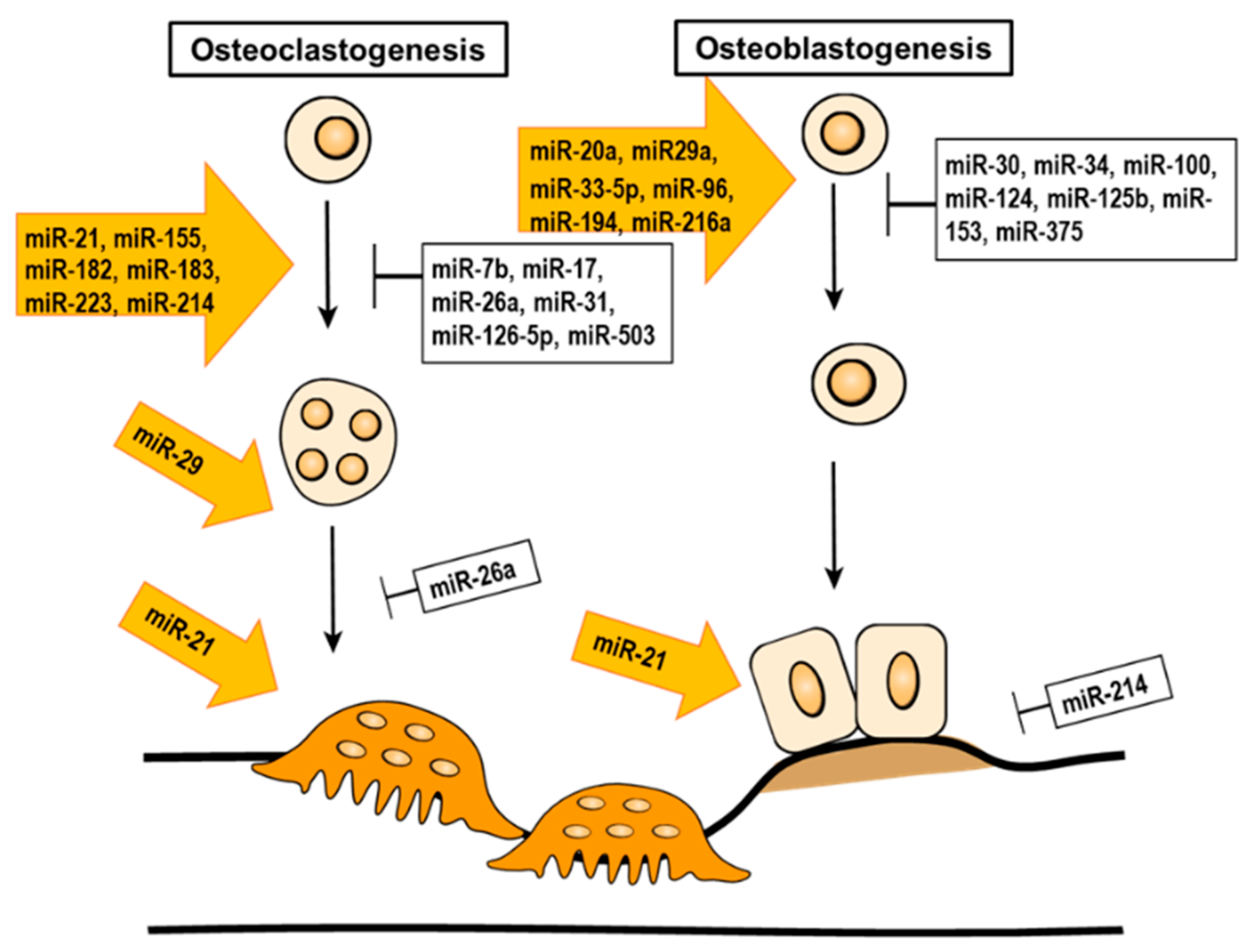 Ijms 21 09455 g004 Ijms 21 09455 g004