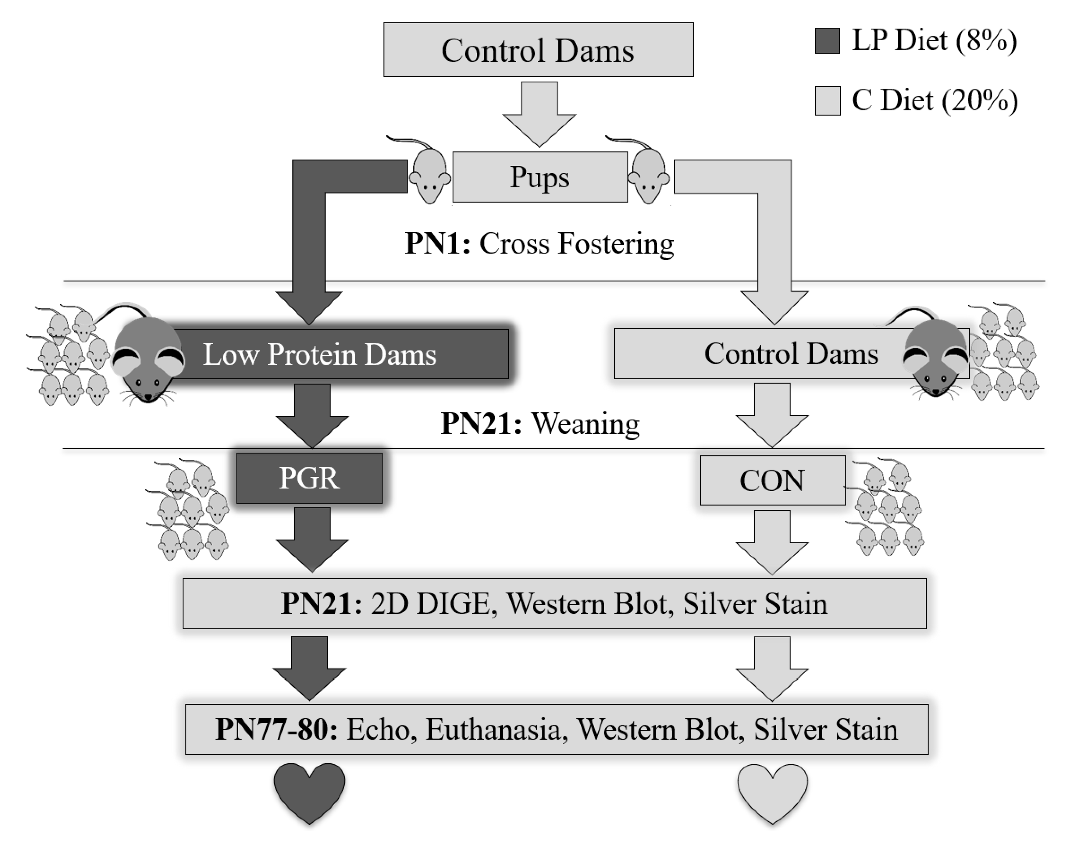 Ijms 21 09459 g008 Ijms 21 09459 g008