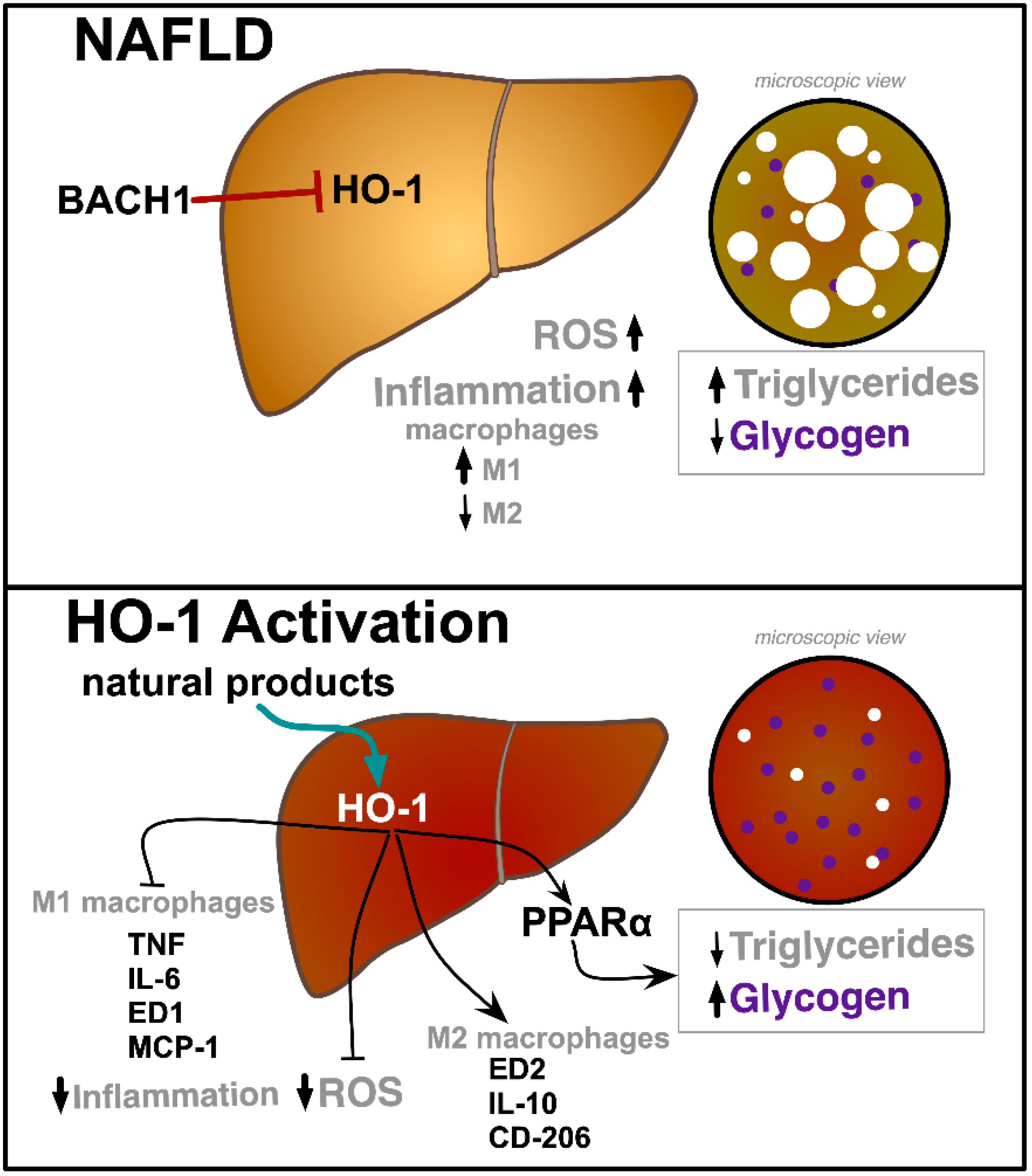 Ijms 21 09493 g001 Ijms 21 09493 g001
