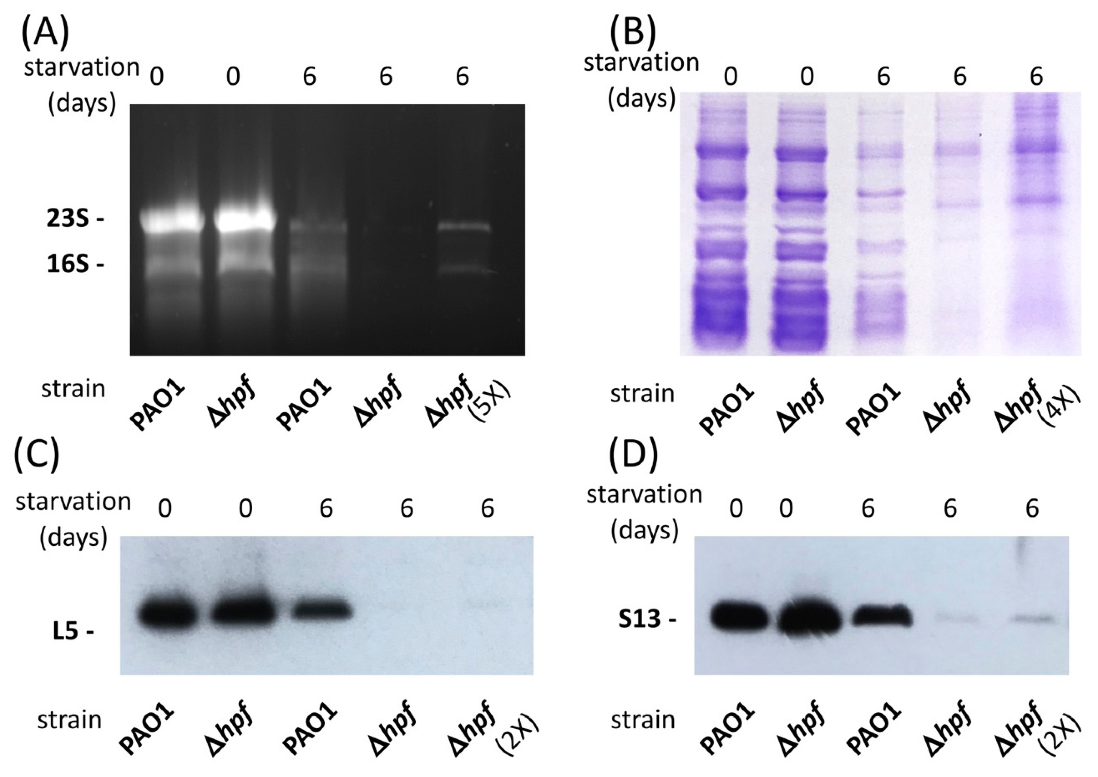 Ijms 21 09494 g001 Ijms 21 09494 g001