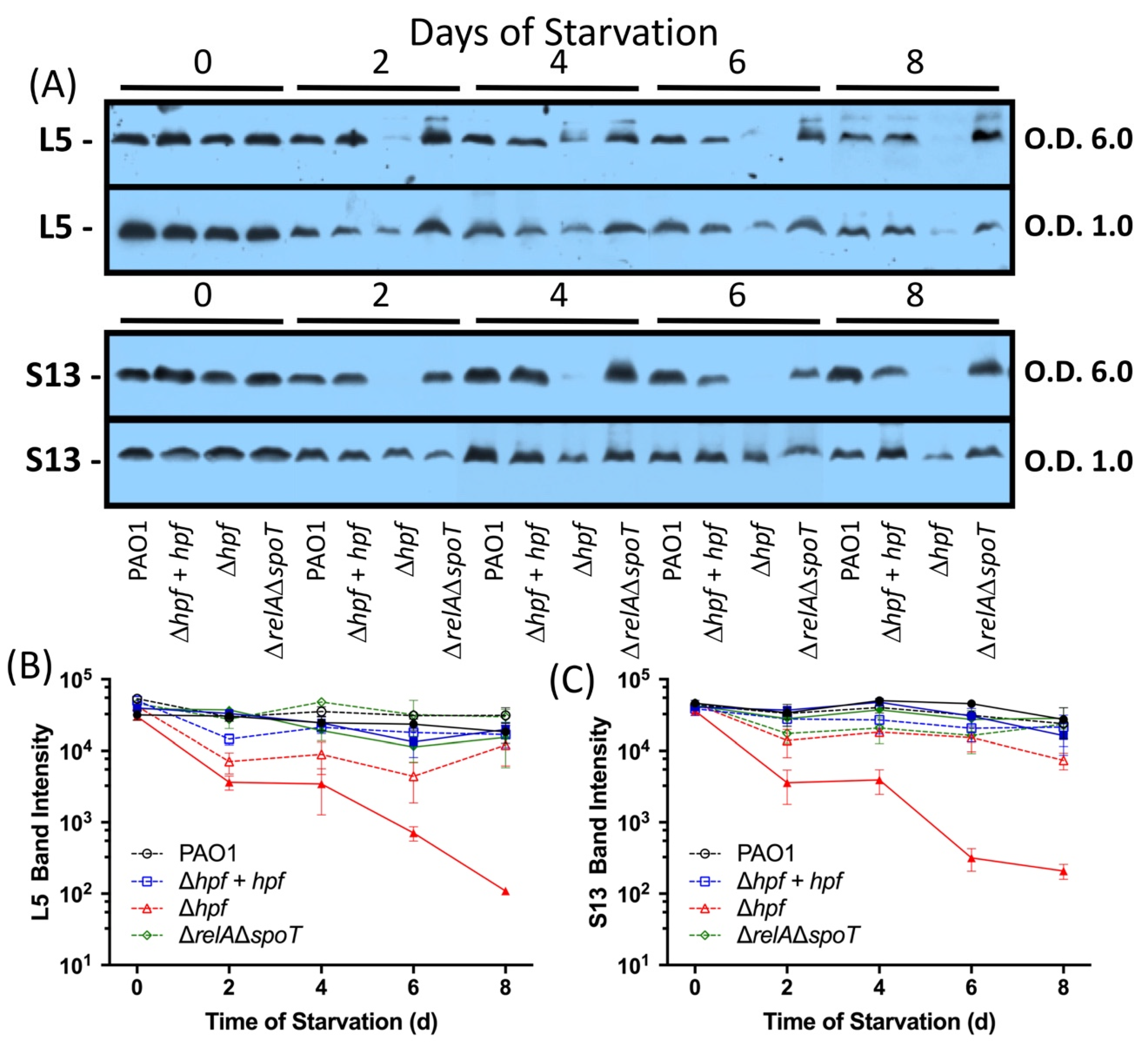 Ijms 21 09494 g003 Ijms 21 09494 g003