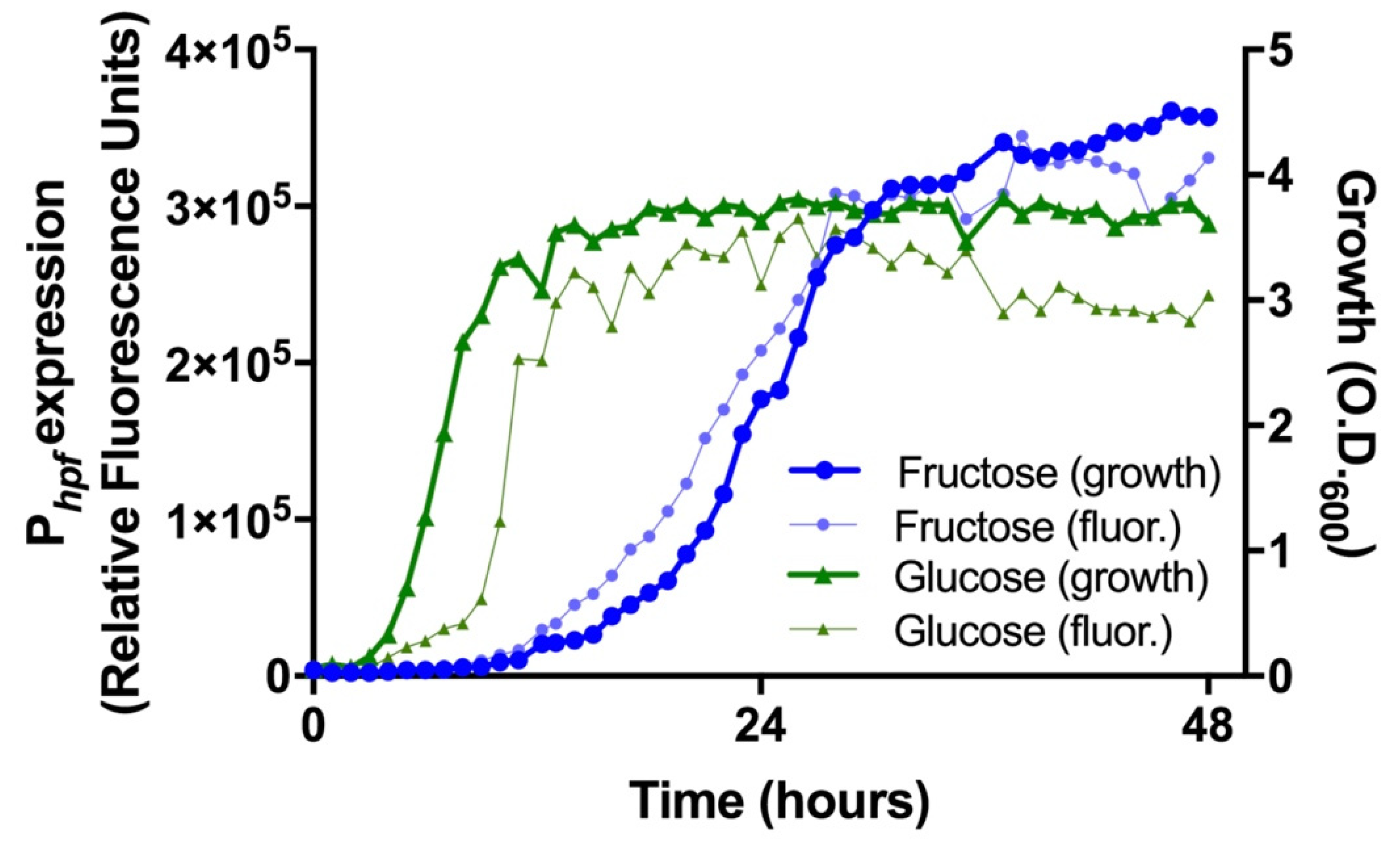 Ijms 21 09494 g005 Ijms 21 09494 g005