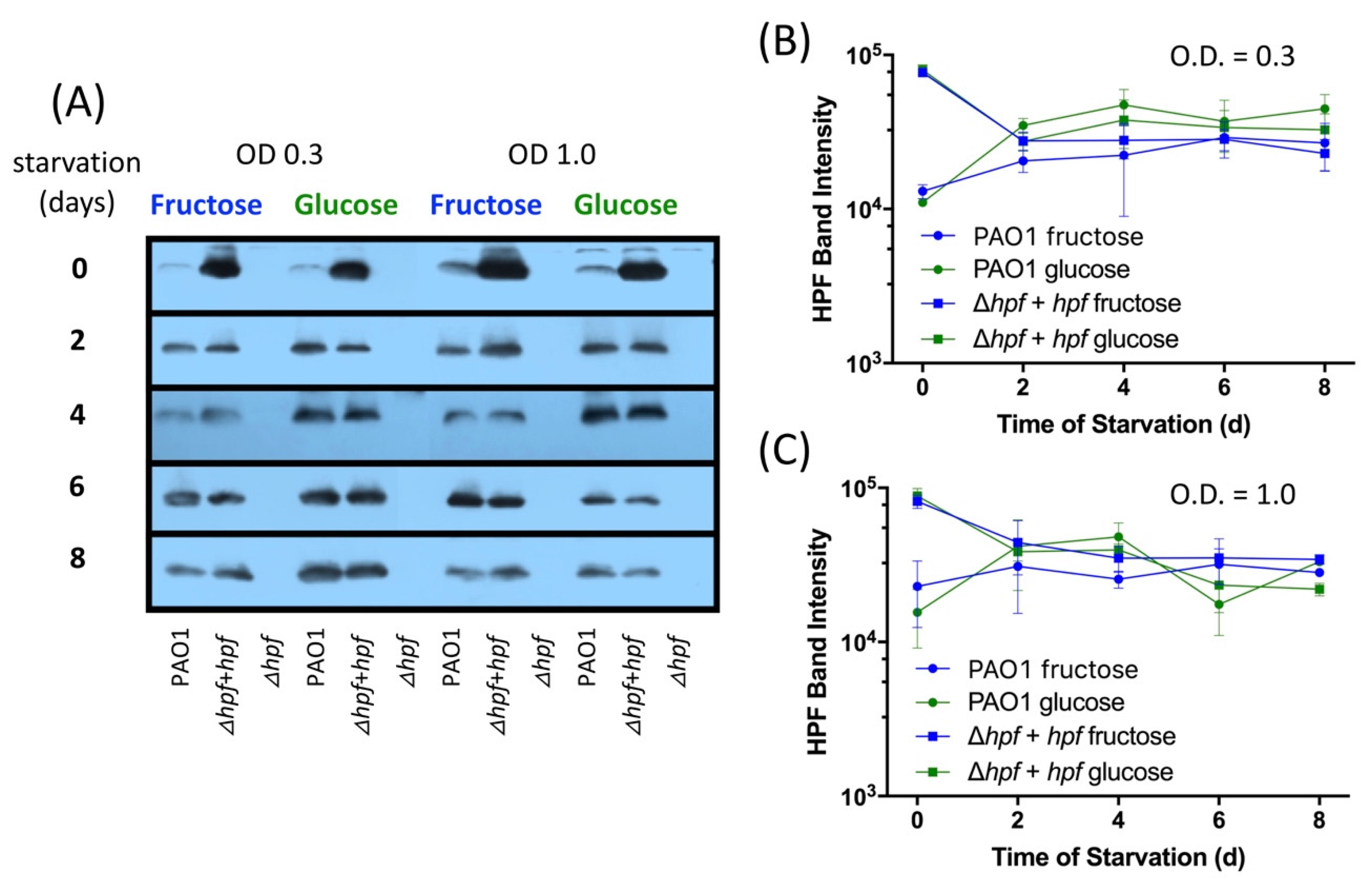 Ijms 21 09494 g007 Ijms 21 09494 g007