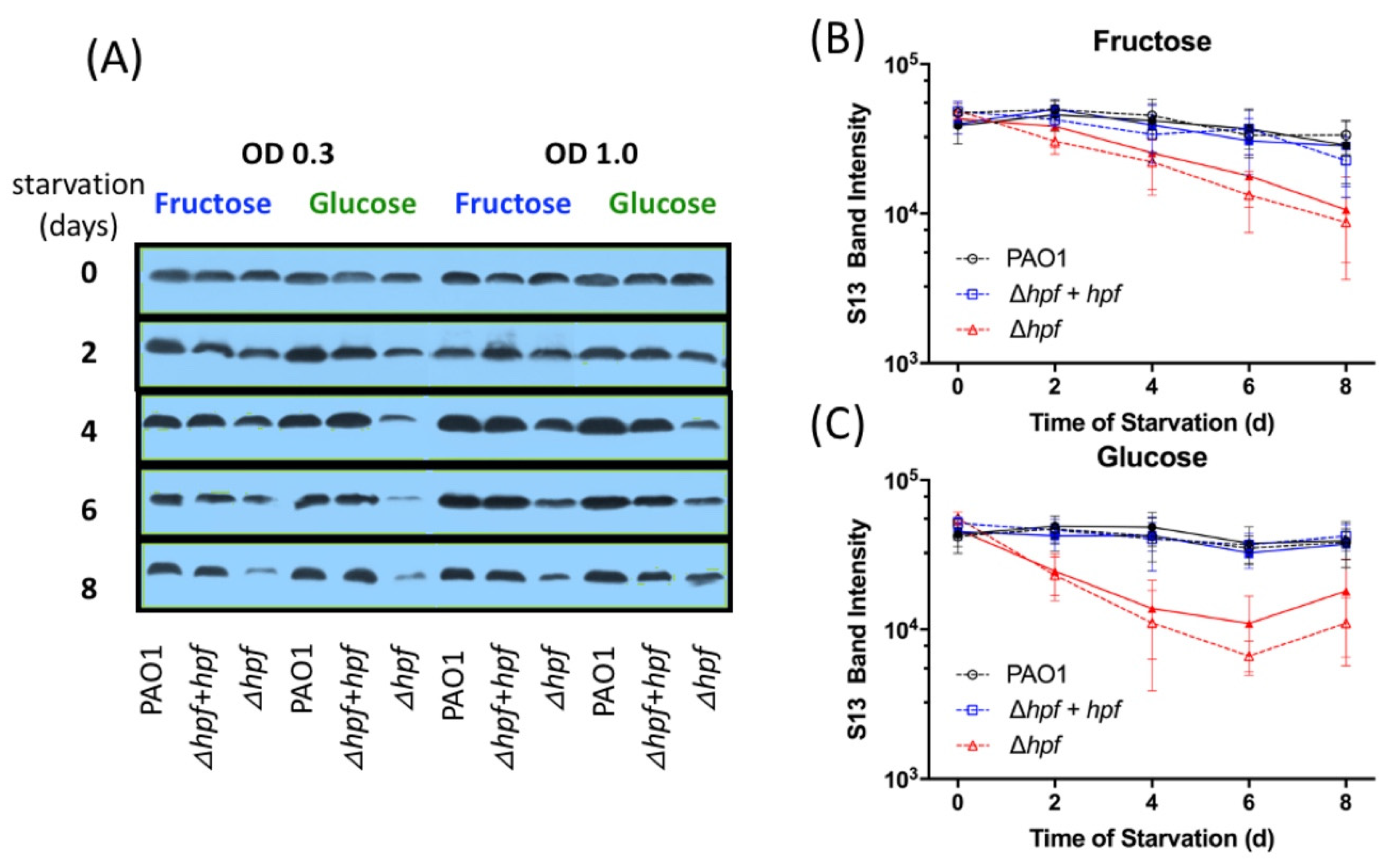 Ijms 21 09494 g009 Ijms 21 09494 g009