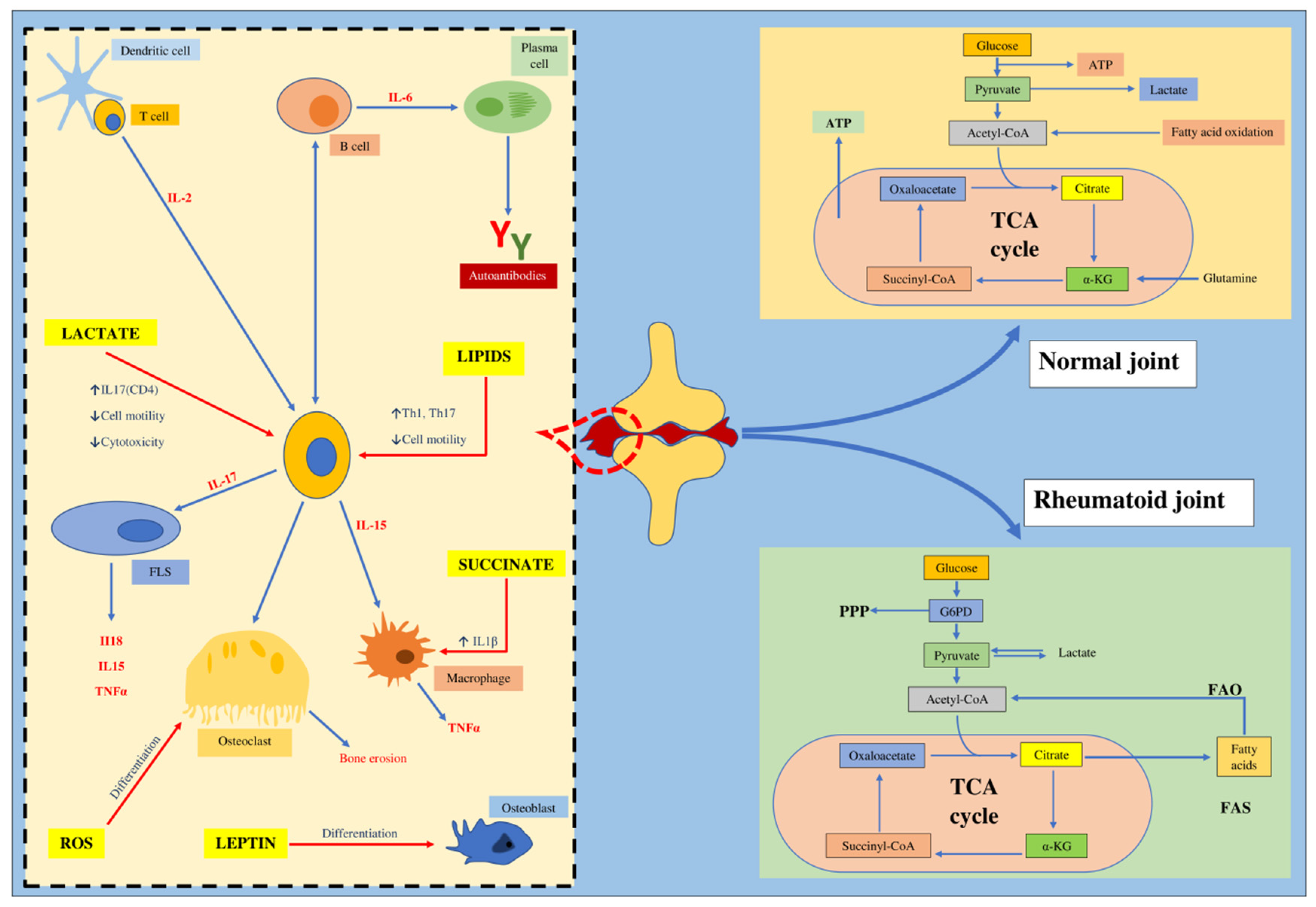 Ijms 21 09505 g001 Ijms 21 09505 g001
