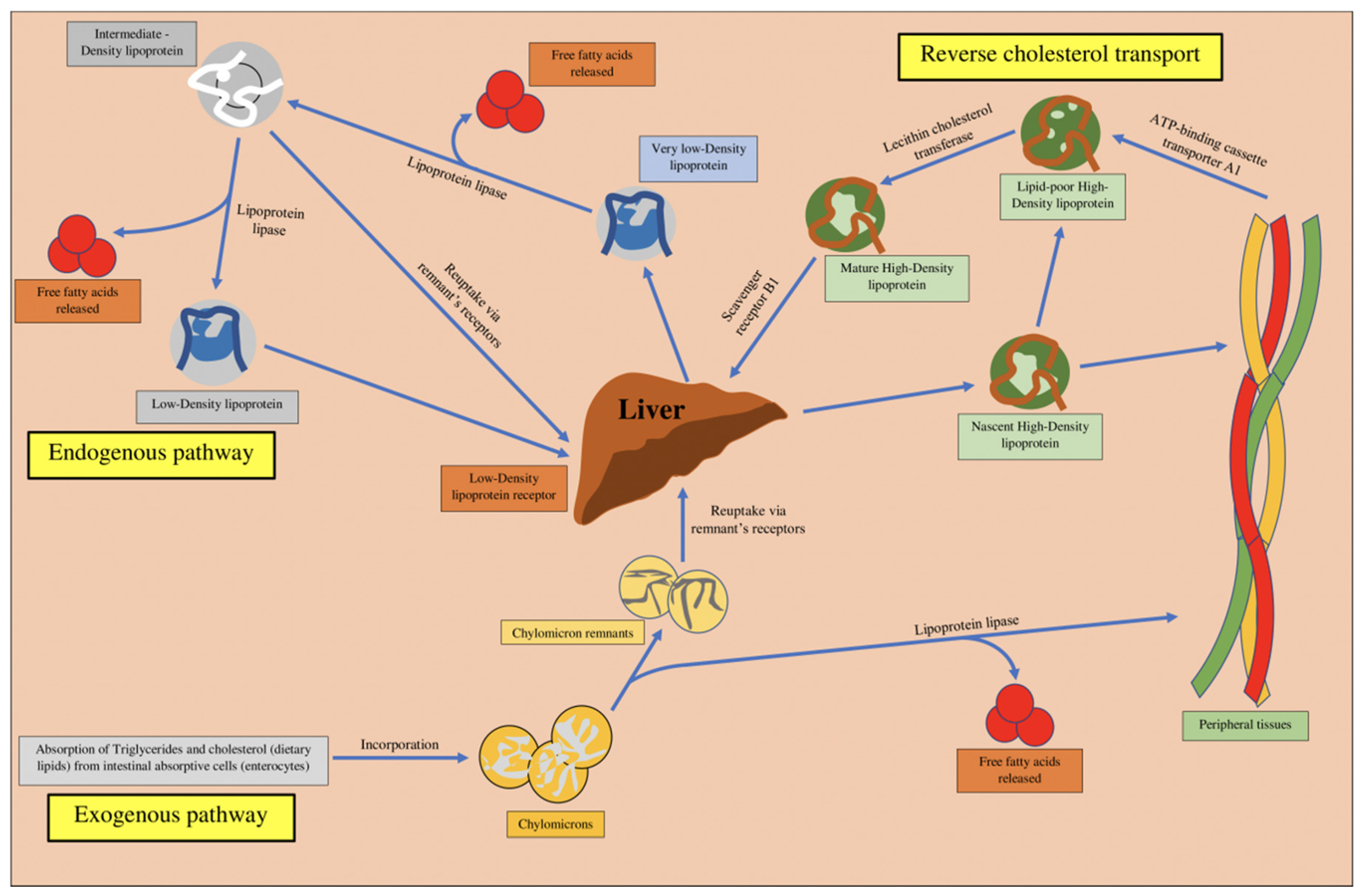 Ijms 21 09505 g002 Ijms 21 09505 g002