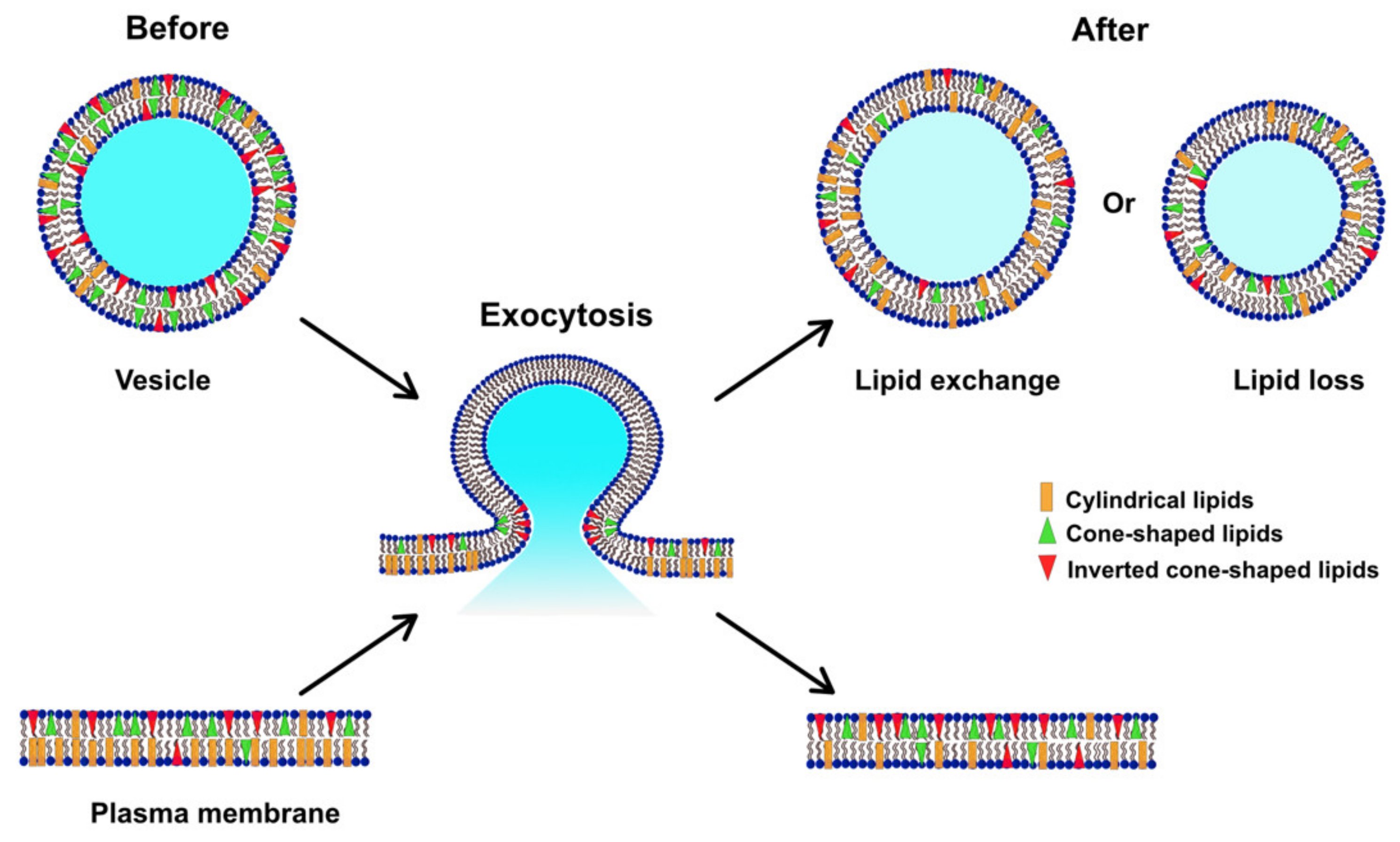Ijms 21 09519 g004 Ijms 21 09519 g004