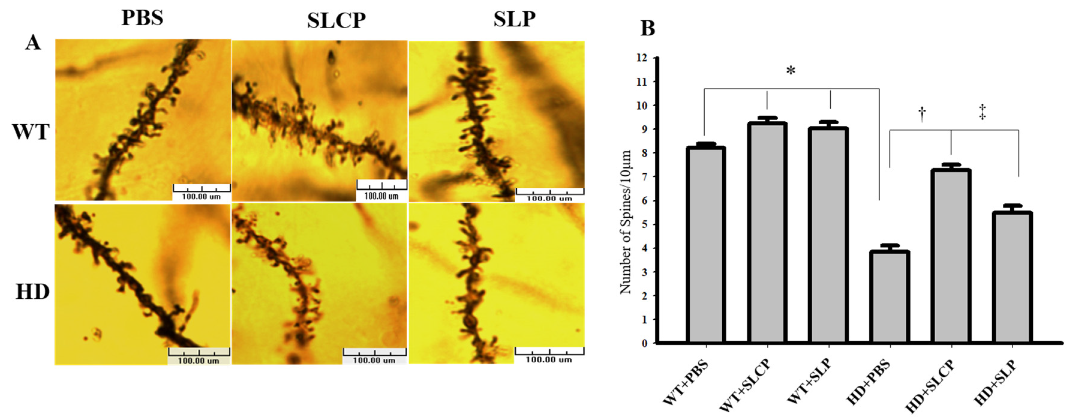 Ijms 21 09542 g003 Ijms 21 09542 g003