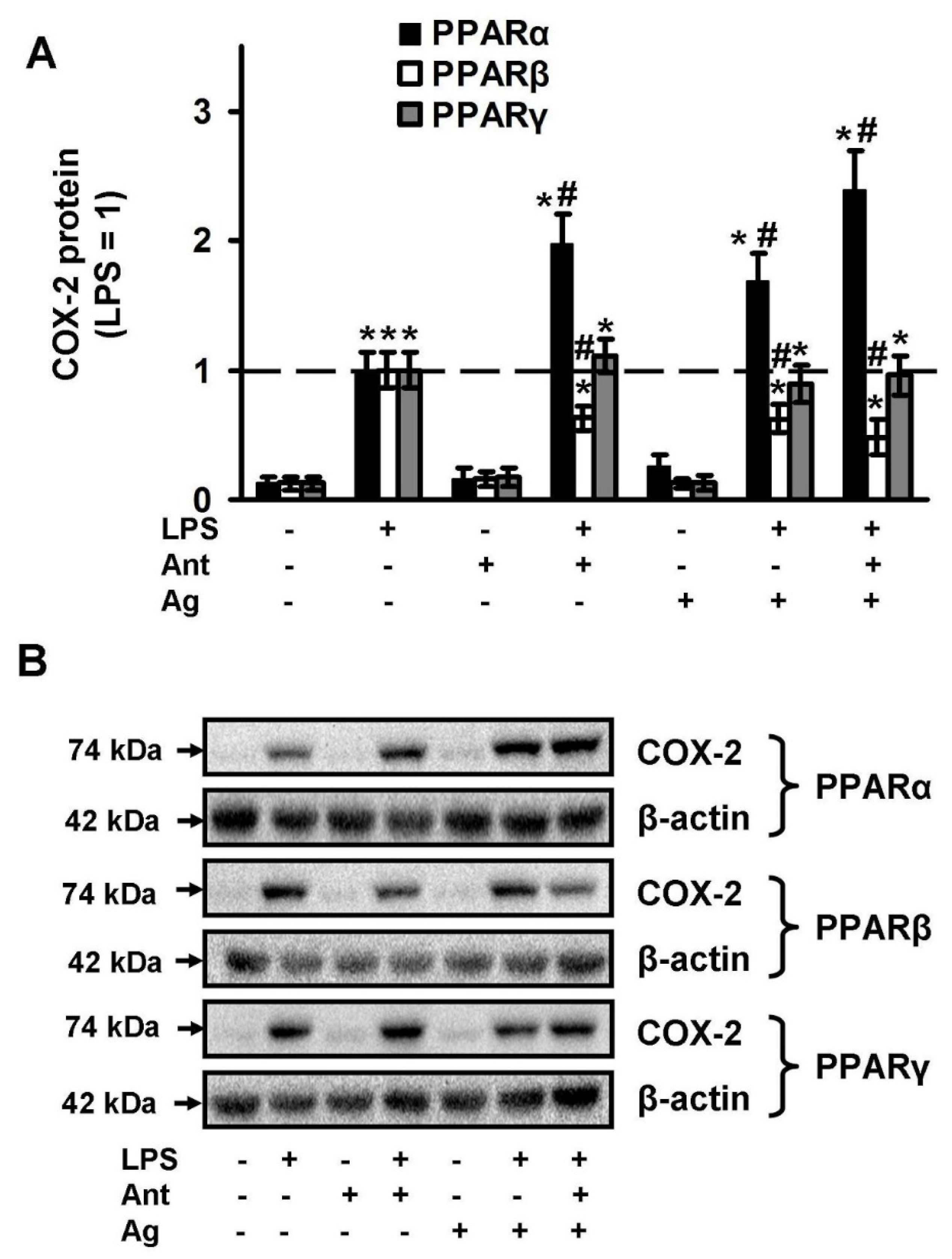 Ijms 21 09577 g004 Ijms 21 09577 g004