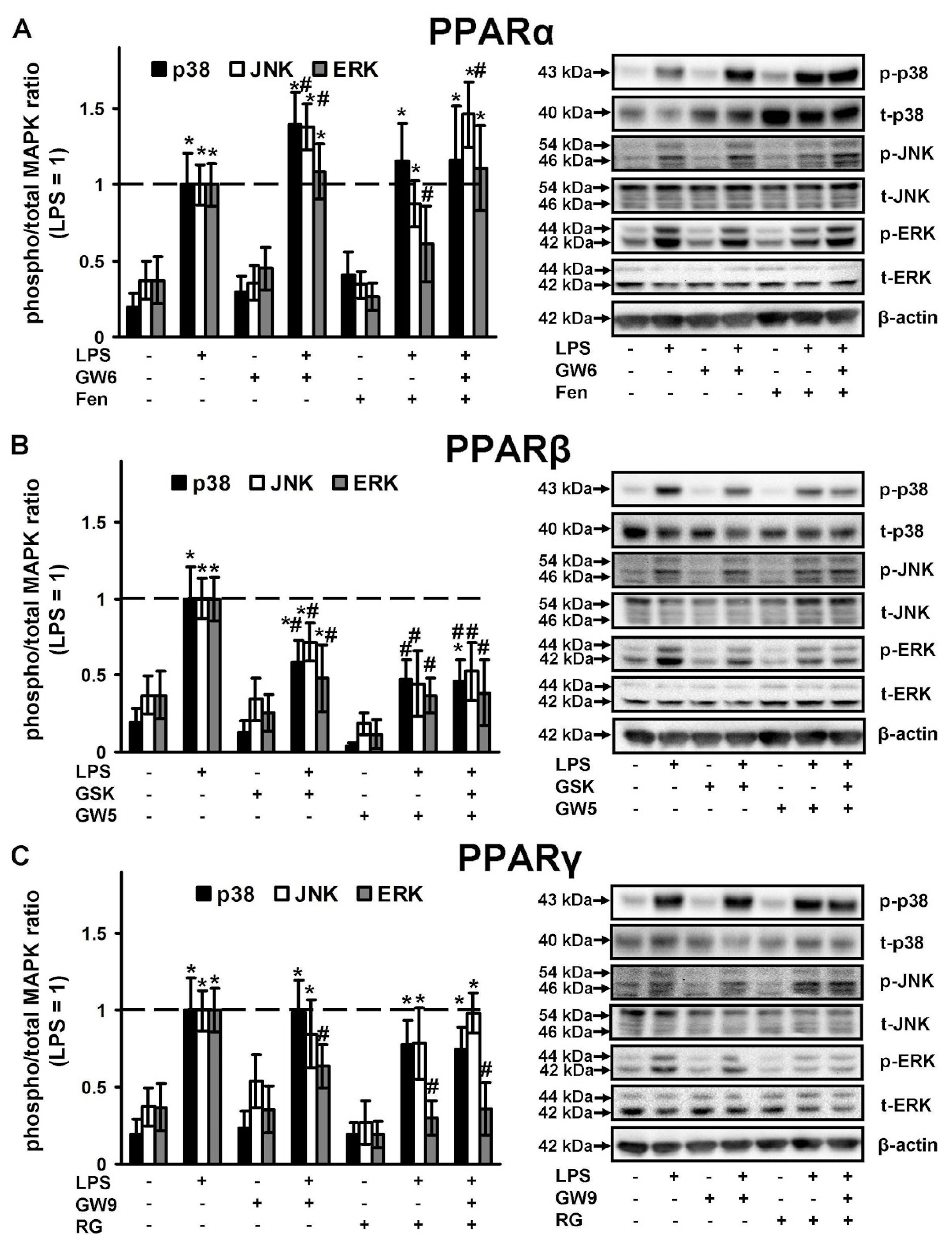 Ijms 21 09577 g005 Ijms 21 09577 g005