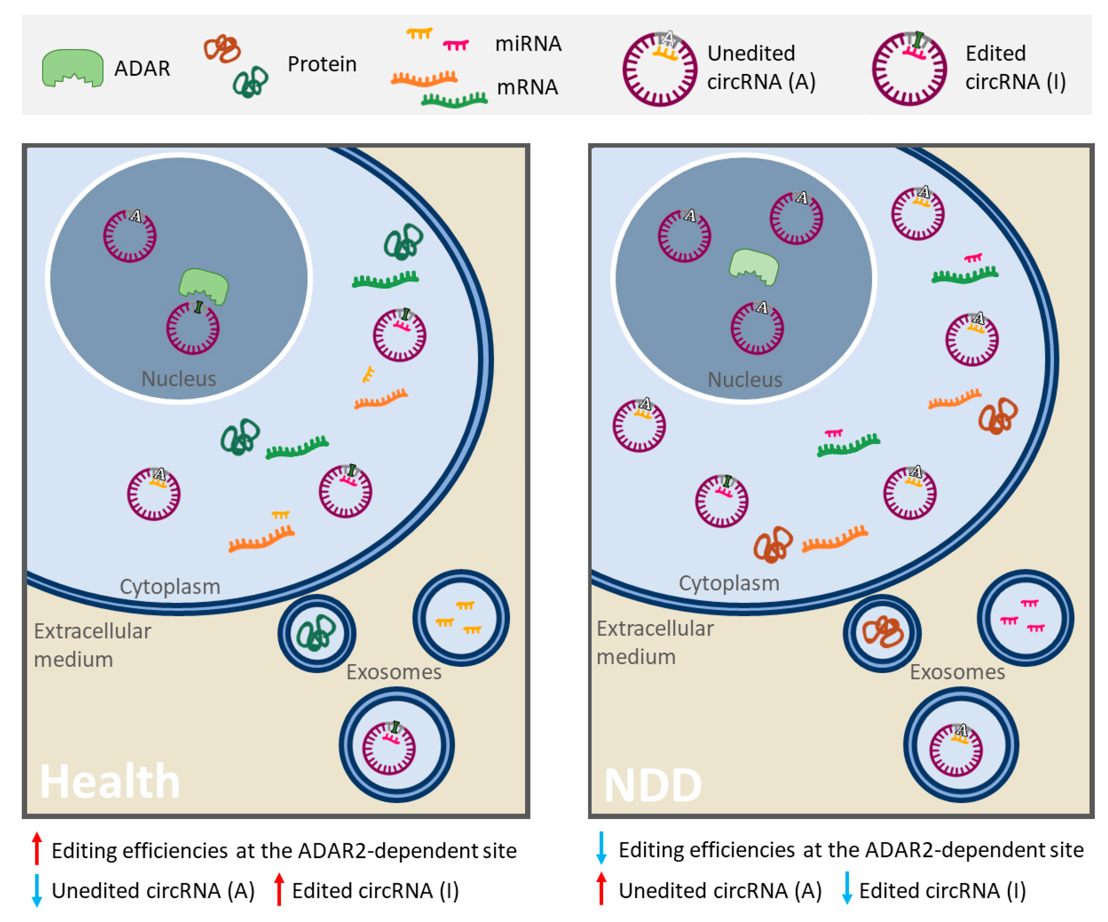 Ijms 21 09582 g002 Ijms 21 09582 g002