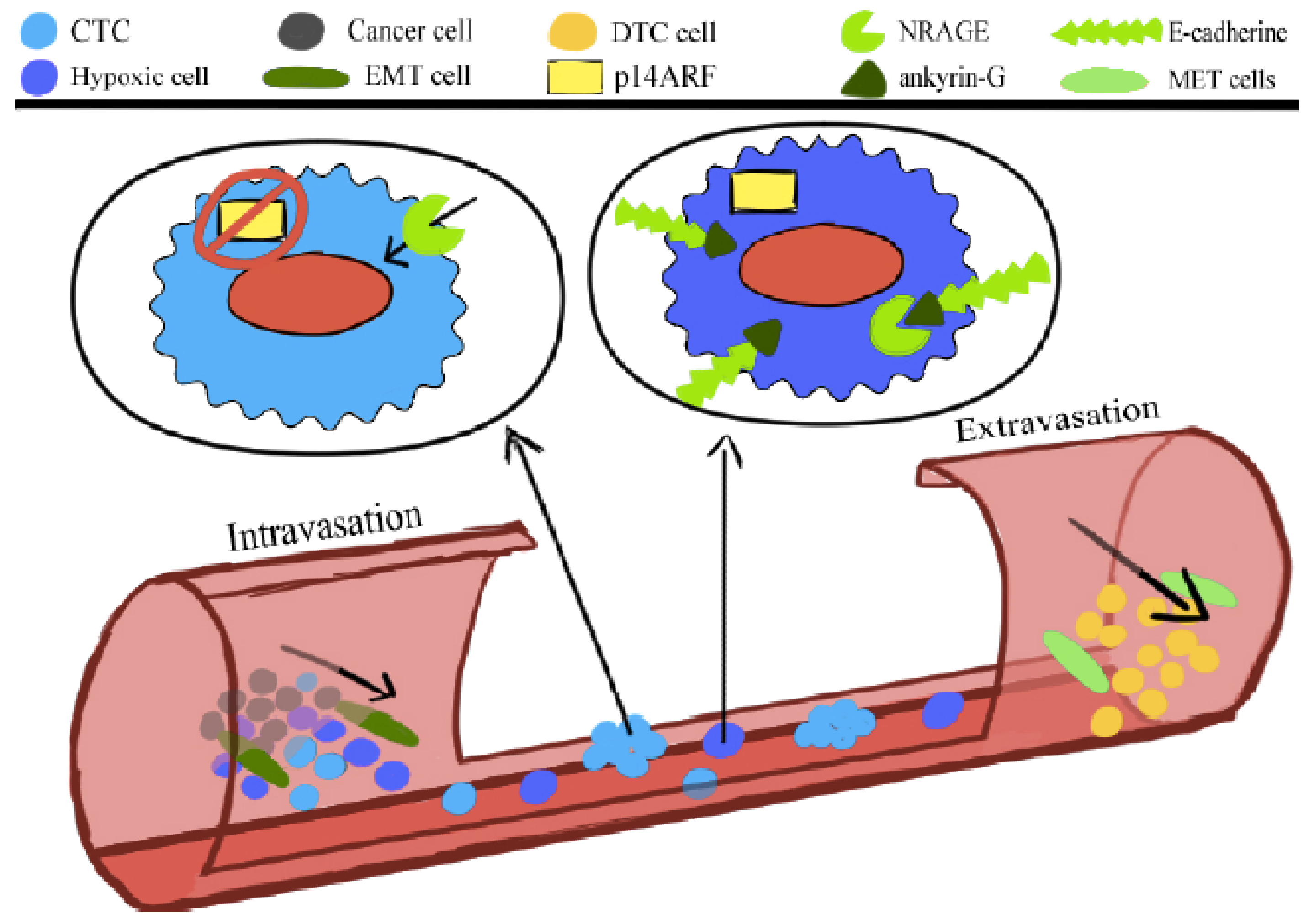 Ijms 21 09592 g001 Ijms 21 09592 g001